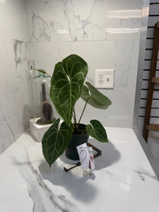 Anthurium clarinervium — Rare Collector Aroid with Heart-Shaped Leaves and Striking White Veins #11