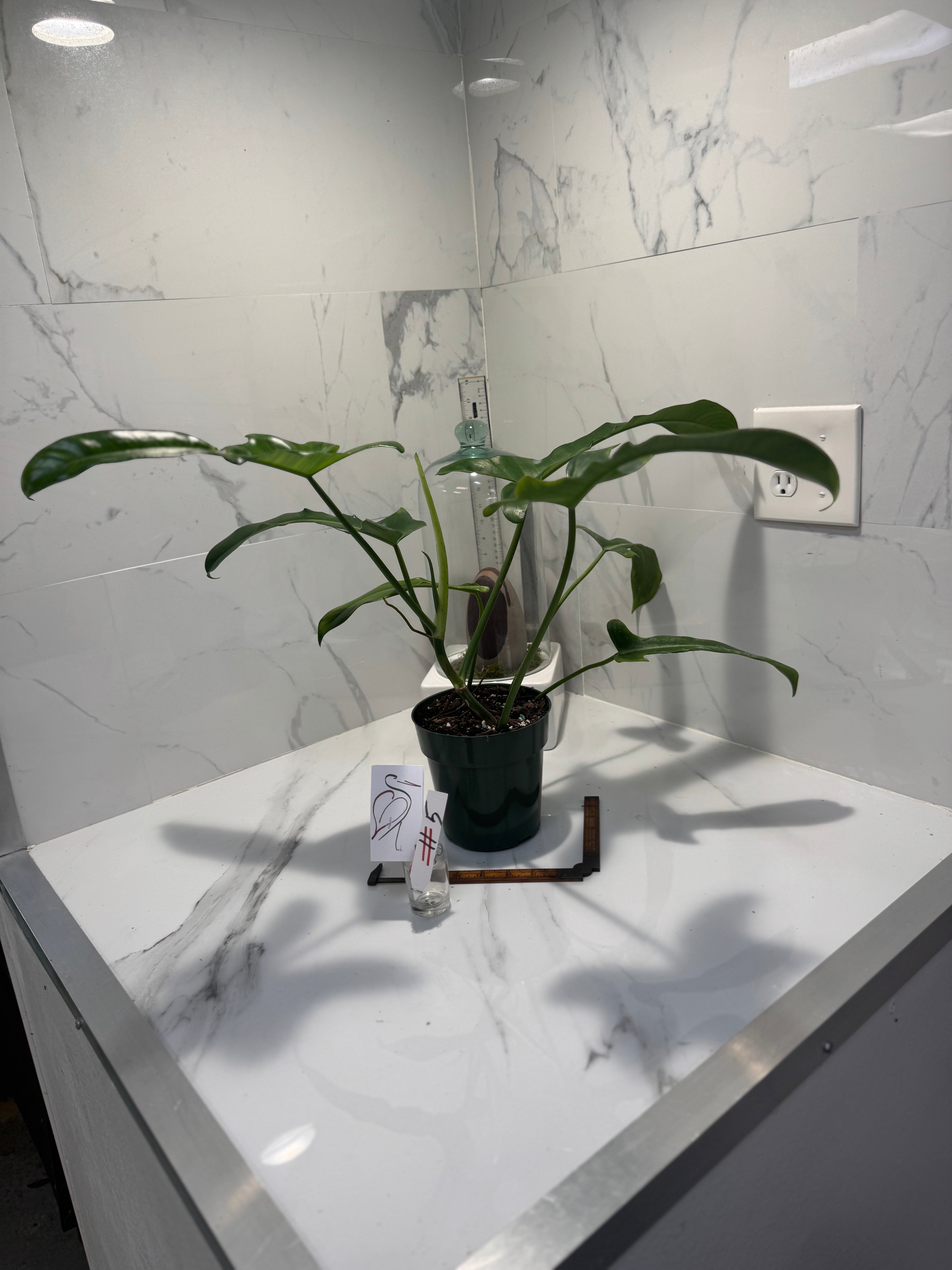 Philodendron “Jerry Horn” — Rare Collector Hybrid with Elongated Lobed Leaves #05