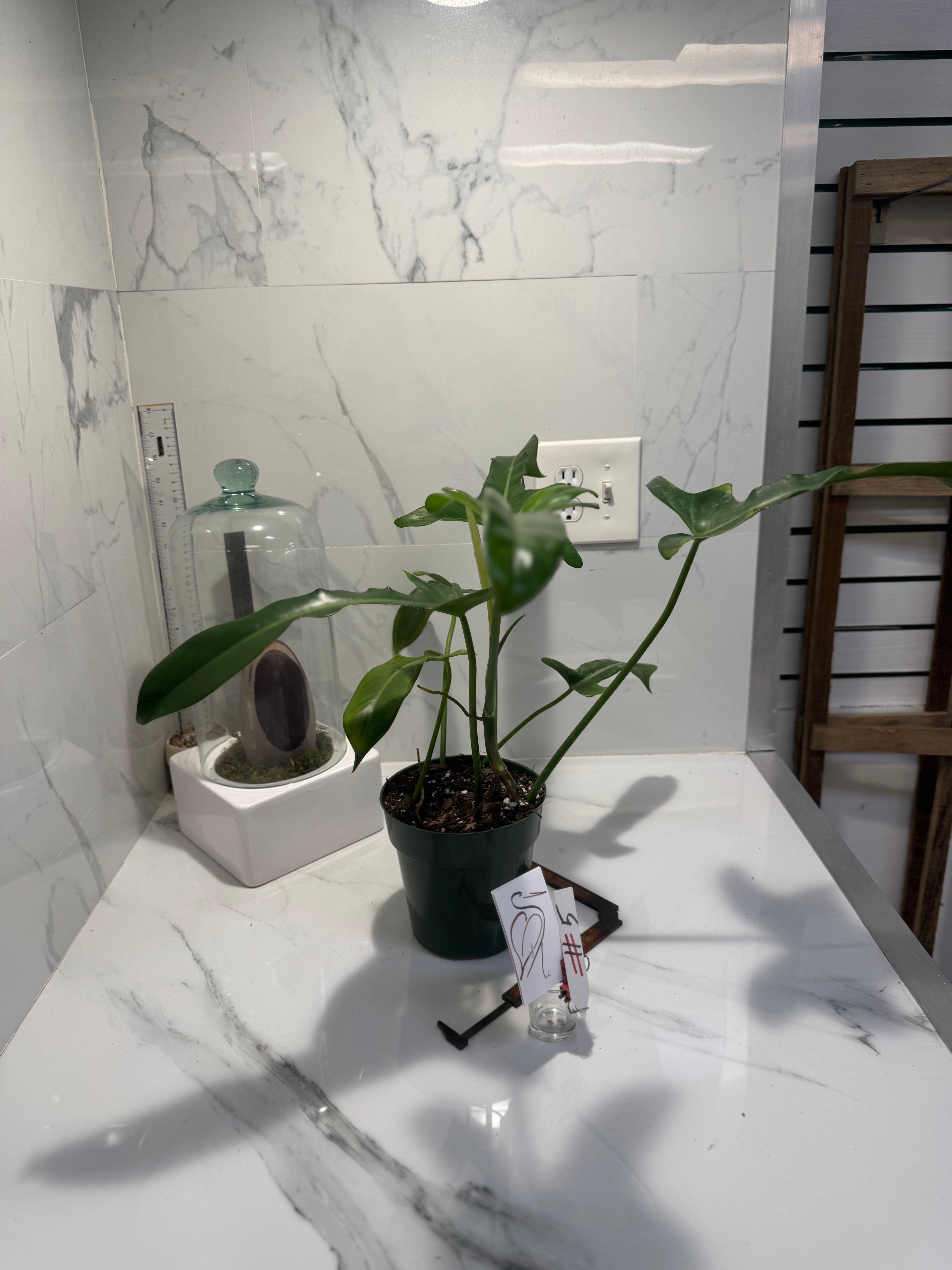 Philodendron “Jerry Horn” — Rare Collector Hybrid with Elongated Lobed Leaves #05