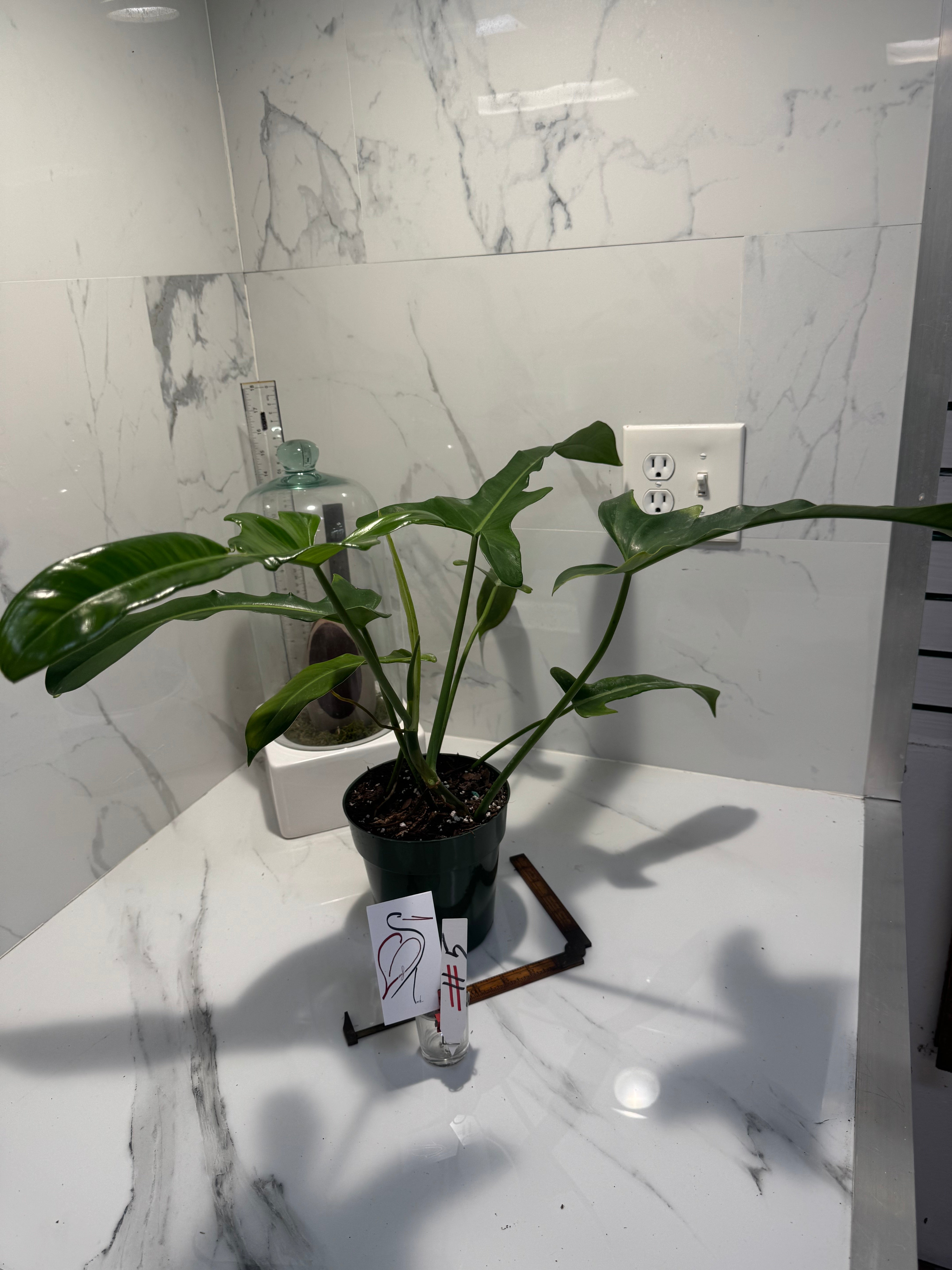 Philodendron “Jerry Horn” — Rare Collector Hybrid with Elongated Lobed Leaves #05