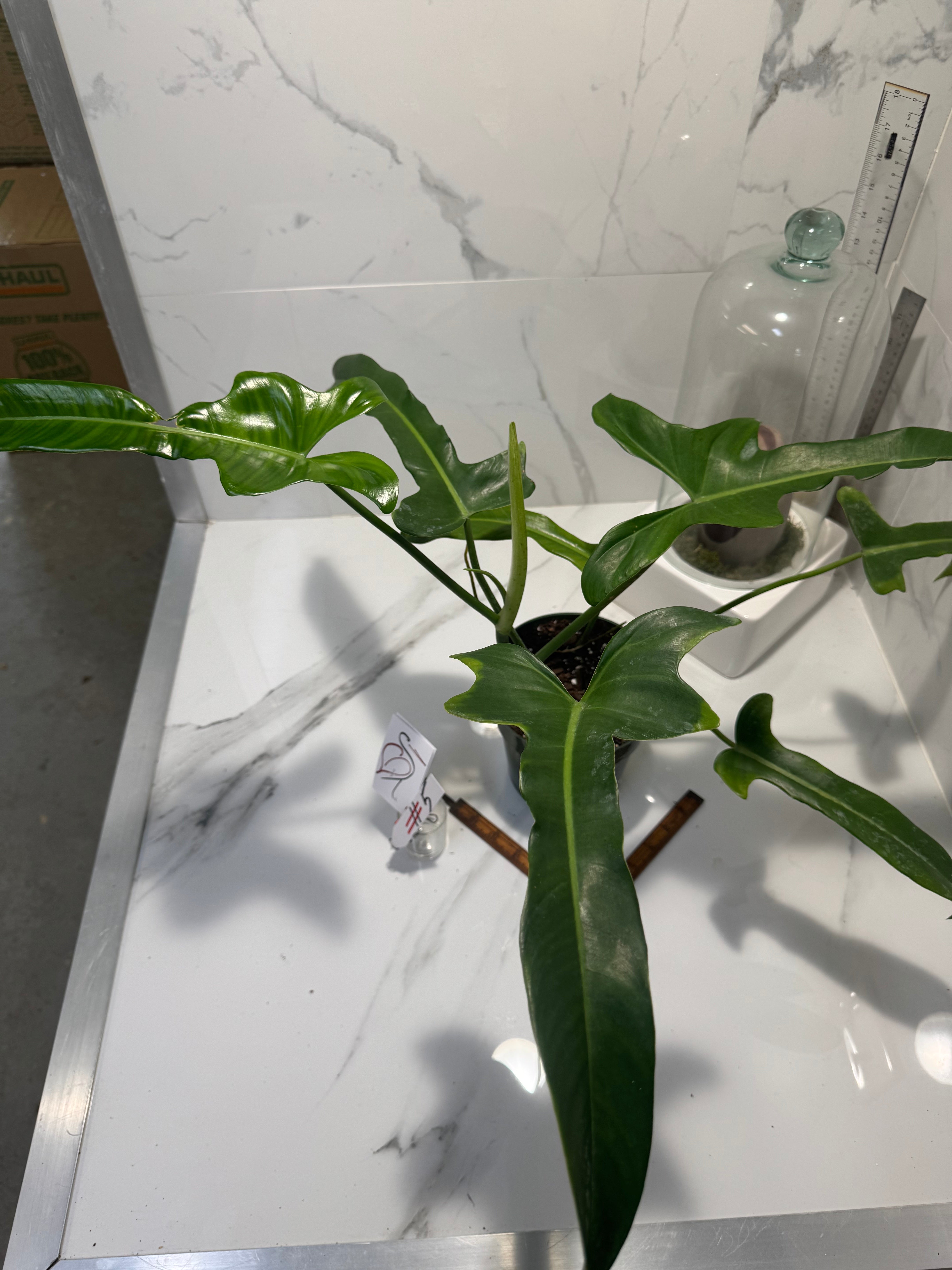 Philodendron “Jerry Horn” — Rare Collector Hybrid with Elongated Lobed Leaves #05