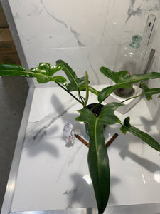 Philodendron “Jerry Horn” — Rare Collector Hybrid with Elongated Lobed Leaves #05