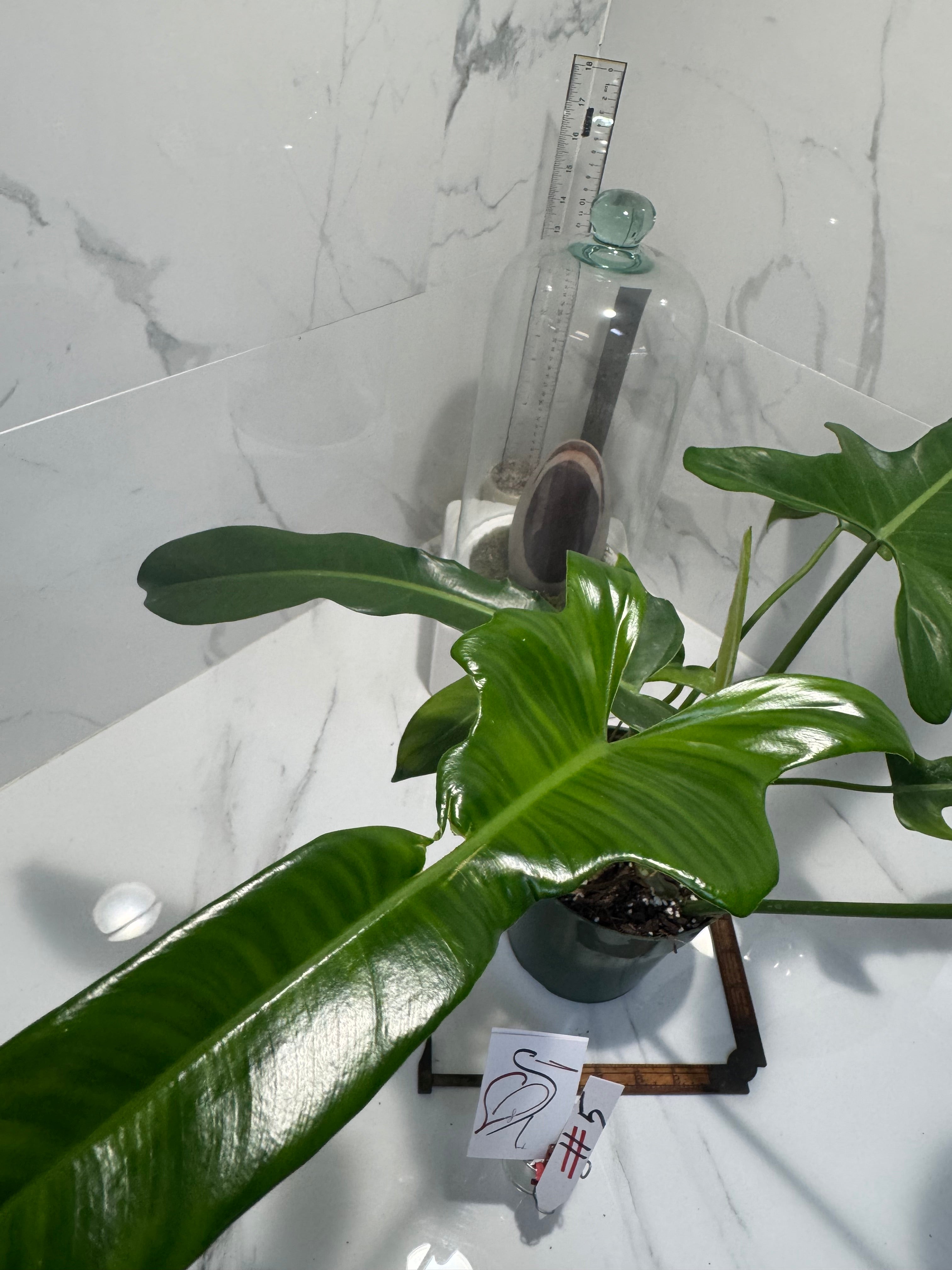 Philodendron “Jerry Horn” — Rare Collector Hybrid with Elongated Lobed Leaves #05