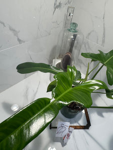Philodendron “Jerry Horn” — Rare Collector Hybrid with Elongated Lobed Leaves #05