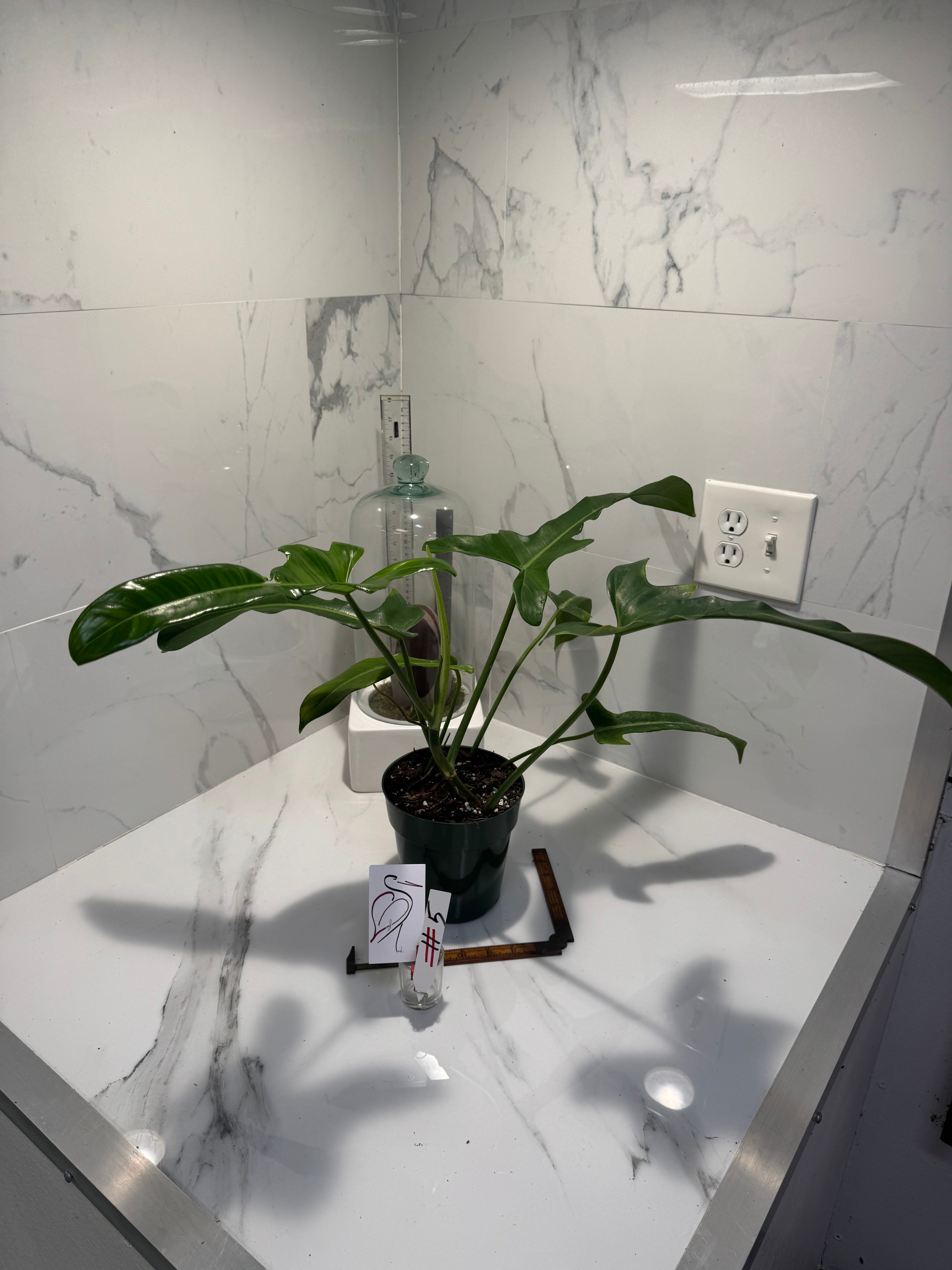 Philodendron “Jerry Horn” — Rare Collector Hybrid with Elongated Lobed Leaves #05