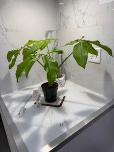 Syngonium auritum #18 — Trilobed Collector Aroid | Leaf Stork