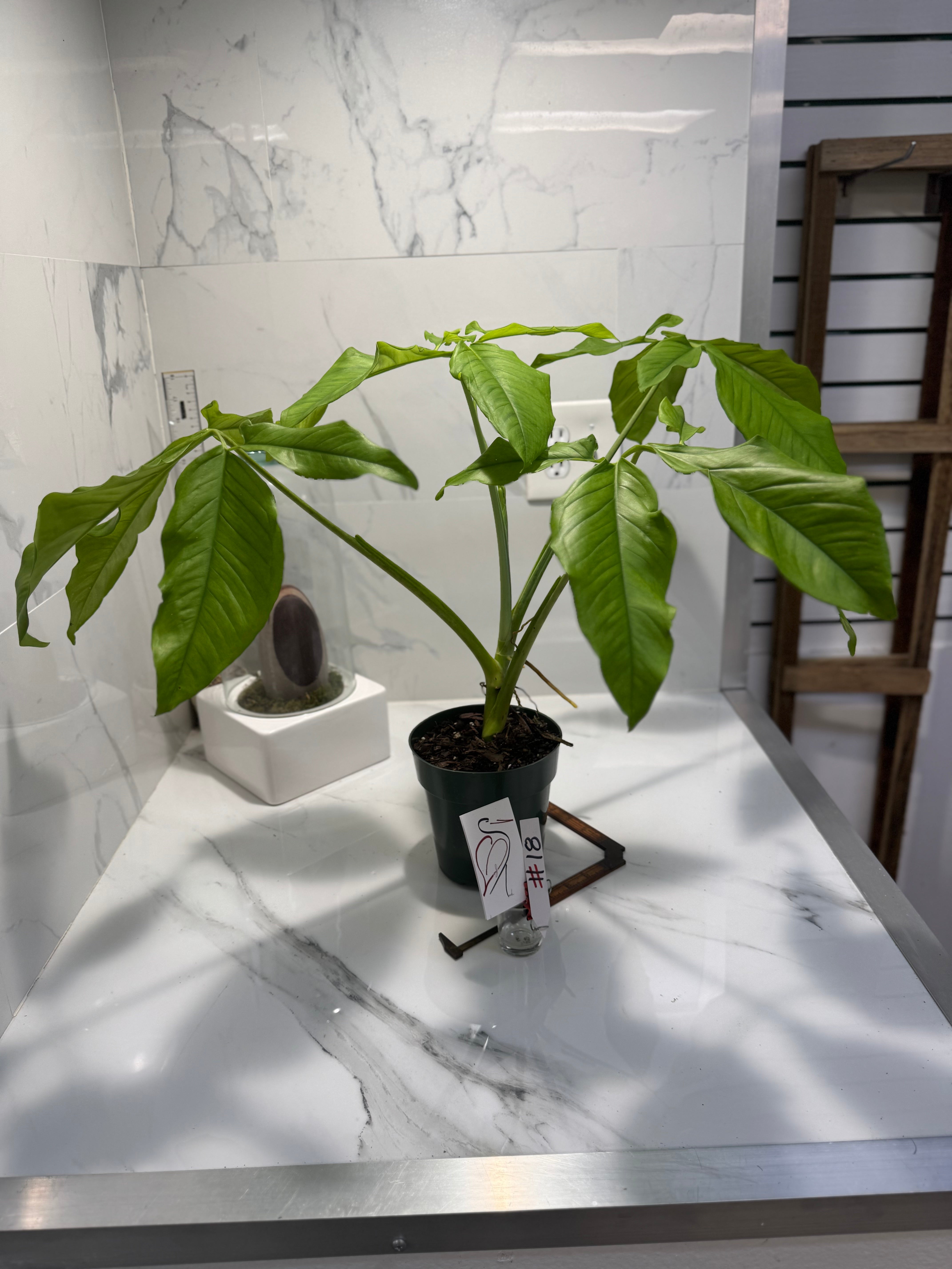 Syngonium auritum #18 — Trilobed Collector Aroid | Leaf Stork