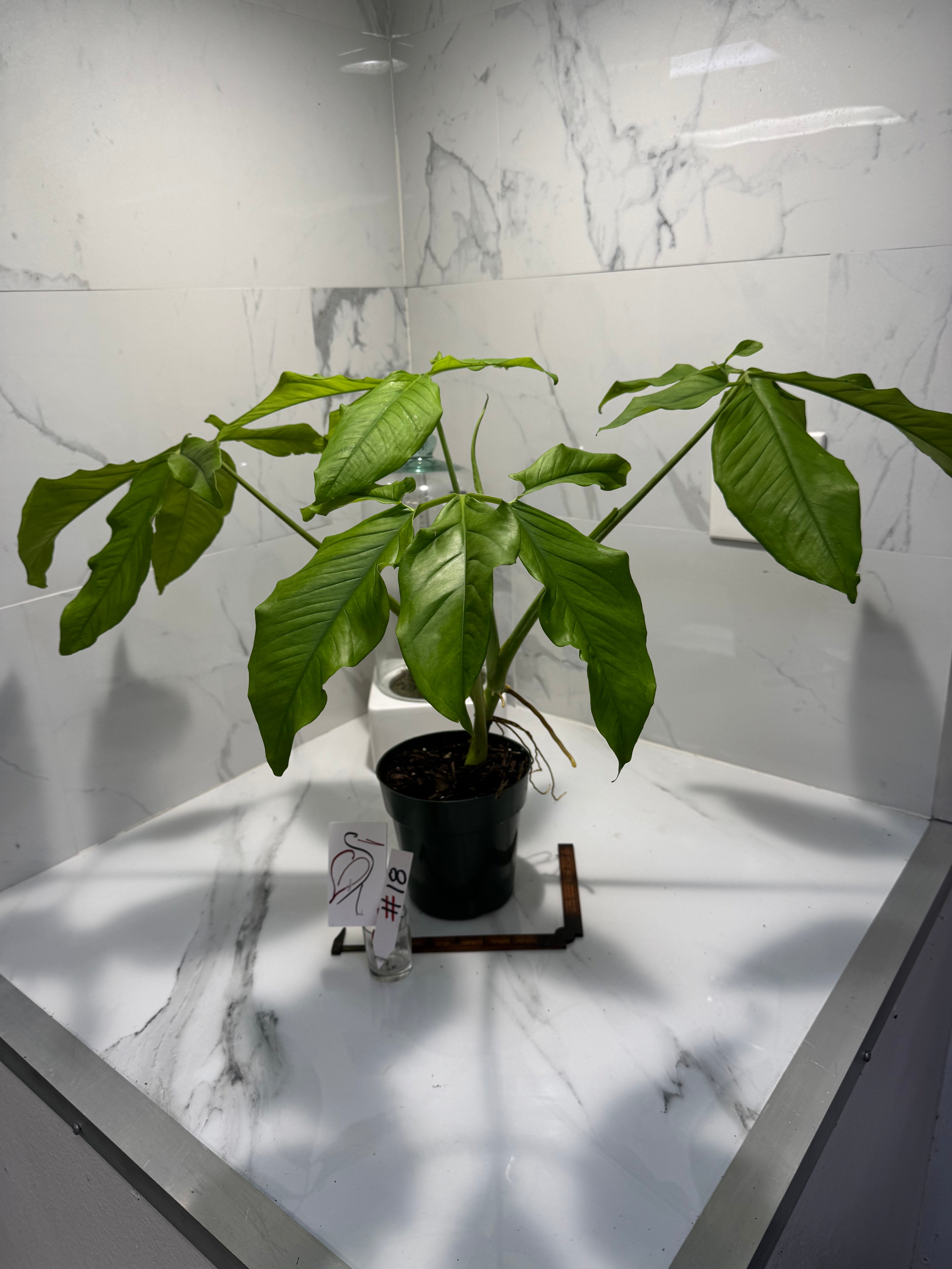 Syngonium auritum #18 — Trilobed Collector Aroid | Leaf Stork