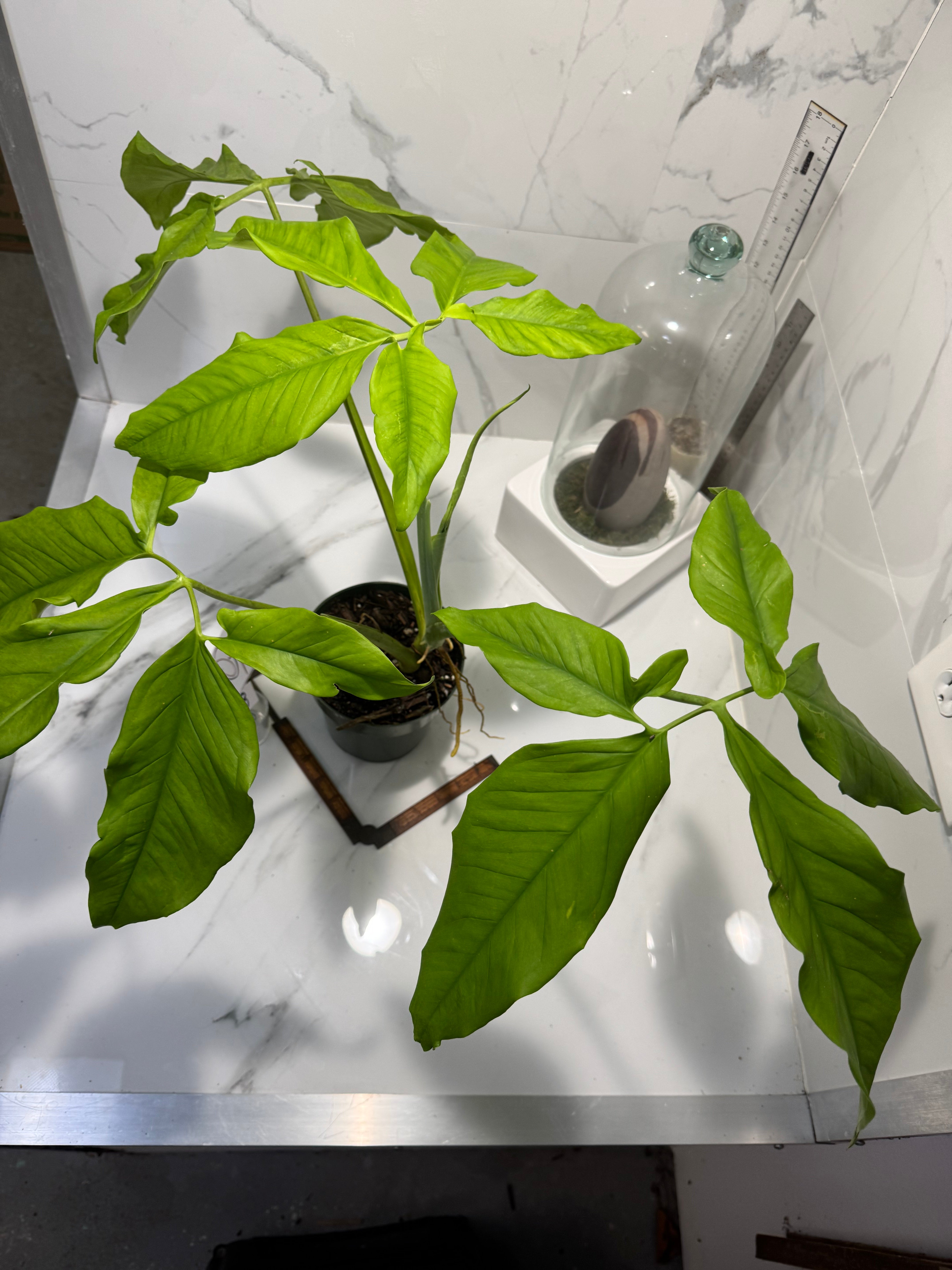 Syngonium auritum #18 — Trilobed Collector Aroid | Leaf Stork