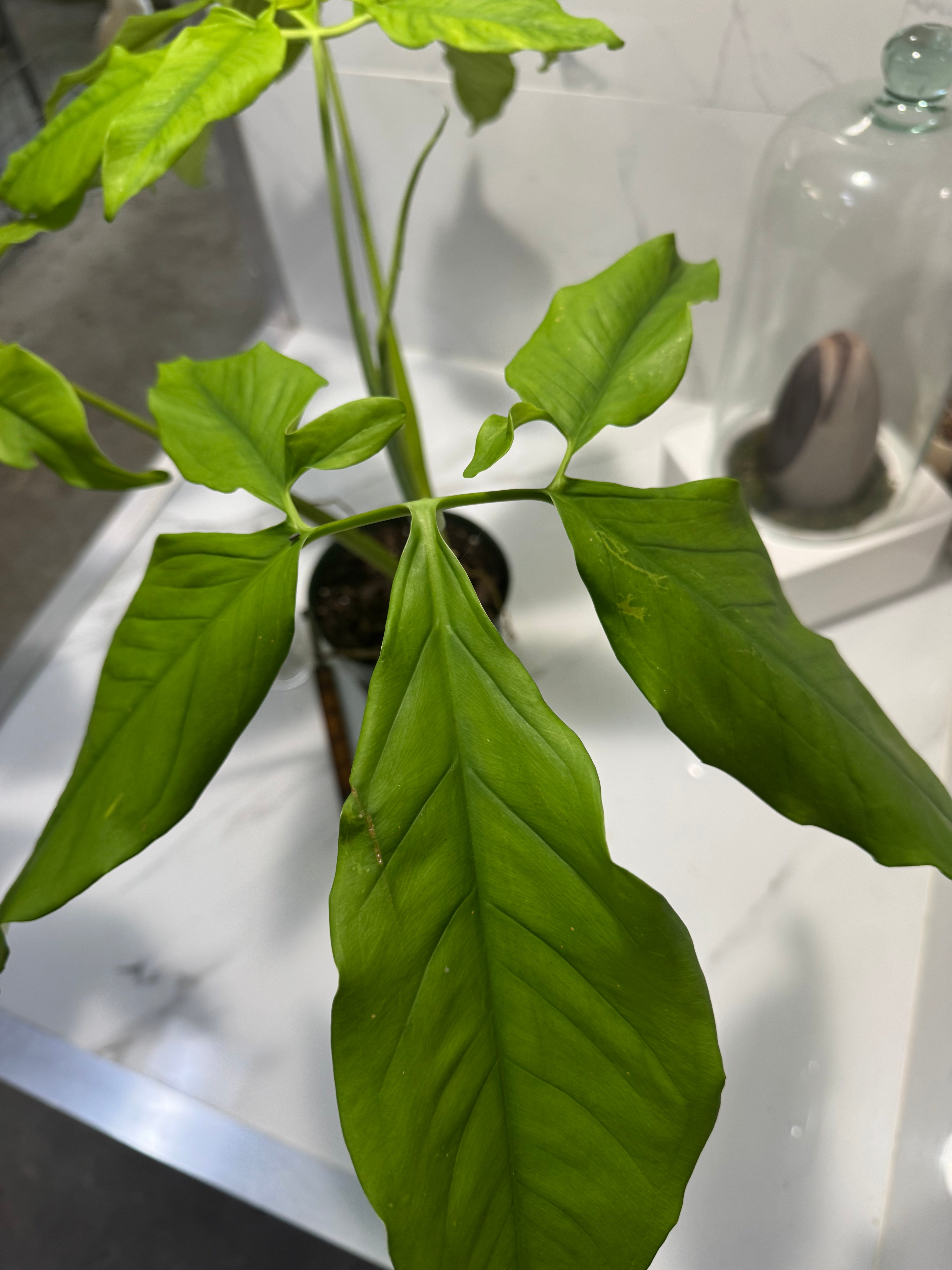 Syngonium auritum #18 — Trilobed Collector Aroid | Leaf Stork