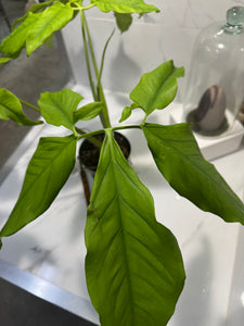Syngonium auritum #18 — Trilobed Collector Aroid | Leaf Stork
