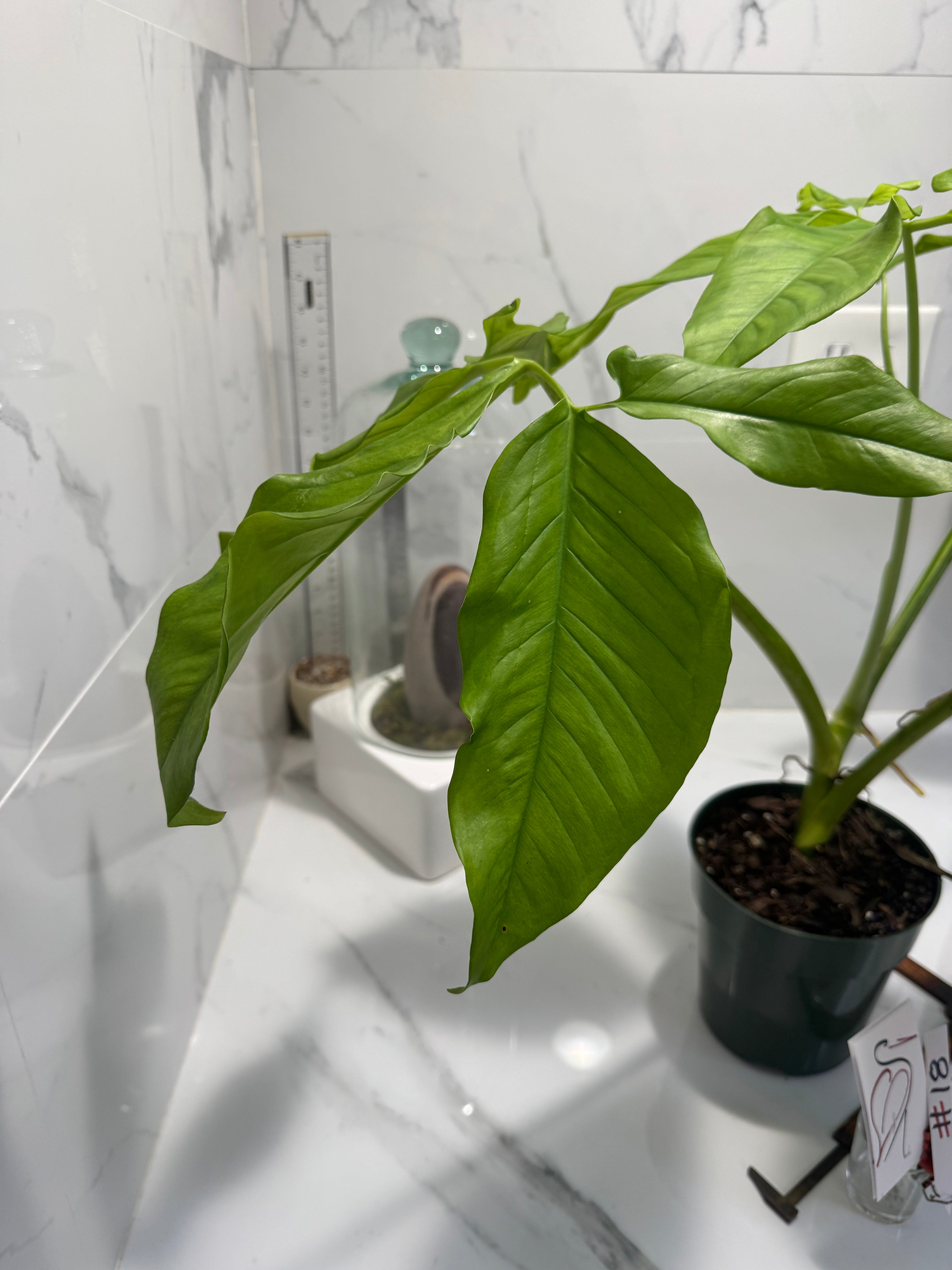 Syngonium auritum #18 — Trilobed Collector Aroid | Leaf Stork