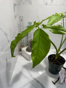 Syngonium auritum #18 — Trilobed Collector Aroid | Leaf Stork