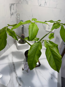 Syngonium auritum #18 — Trilobed Collector Aroid | Leaf Stork