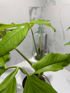 Syngonium auritum #18 — Trilobed Collector Aroid | Leaf Stork