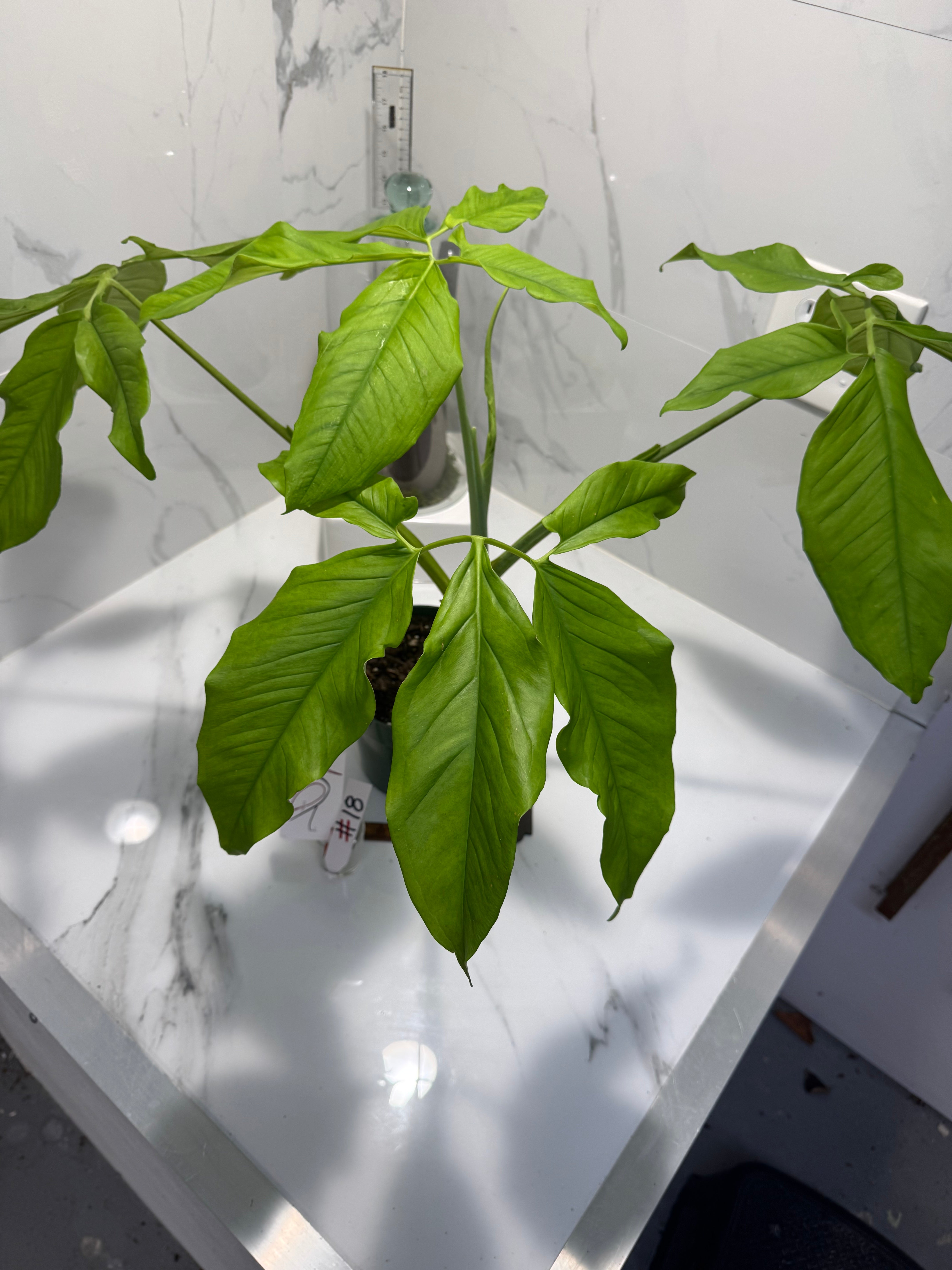 Syngonium auritum #18 — Trilobed Collector Aroid | Leaf Stork