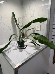 Anthurium “Big Bill” #06 — Giant Strap-Leaf Collector Aroid | Leaf Stork