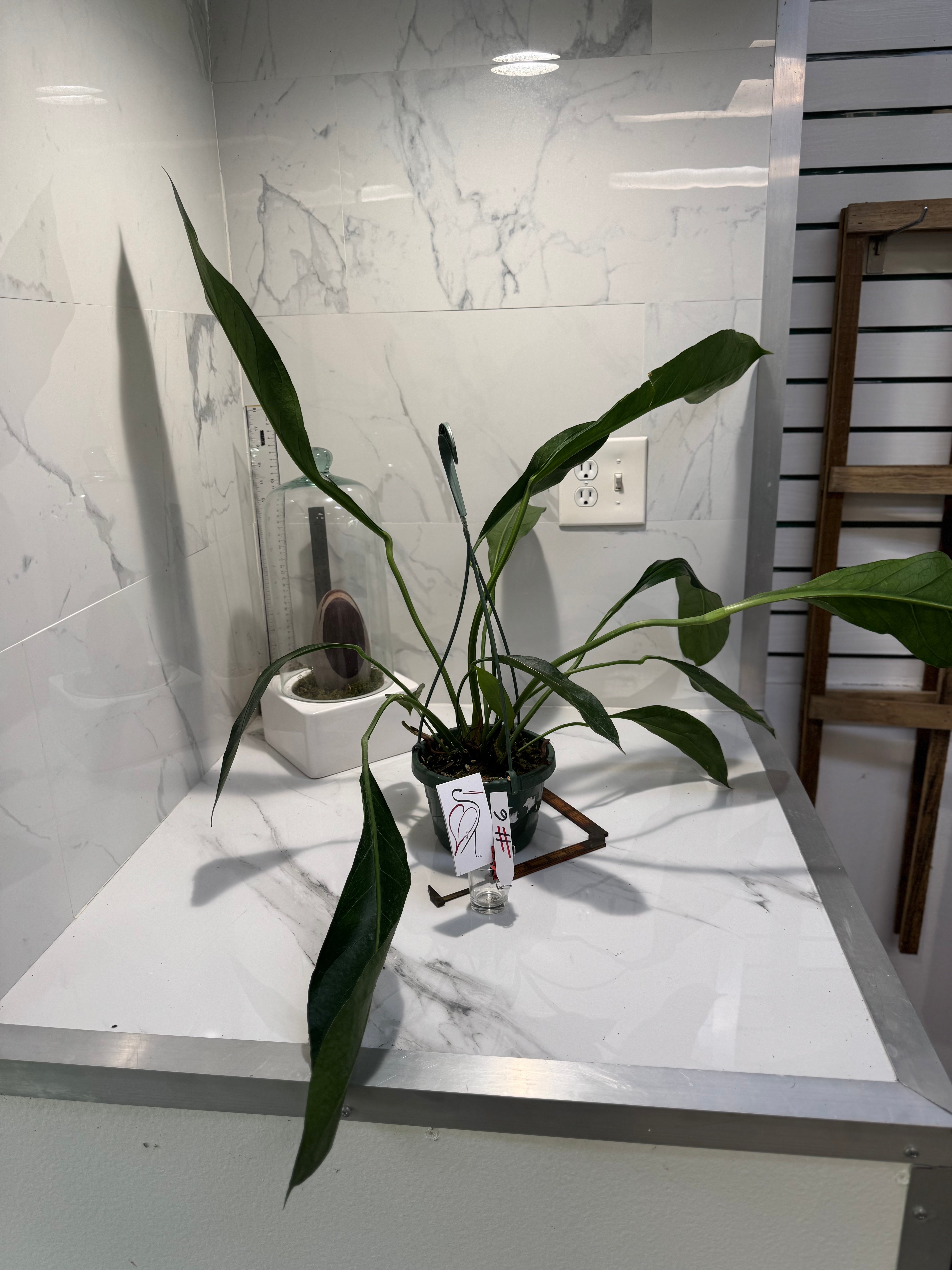 Anthurium “Big Bill” #06 — Giant Strap-Leaf Collector Aroid | Leaf Stork