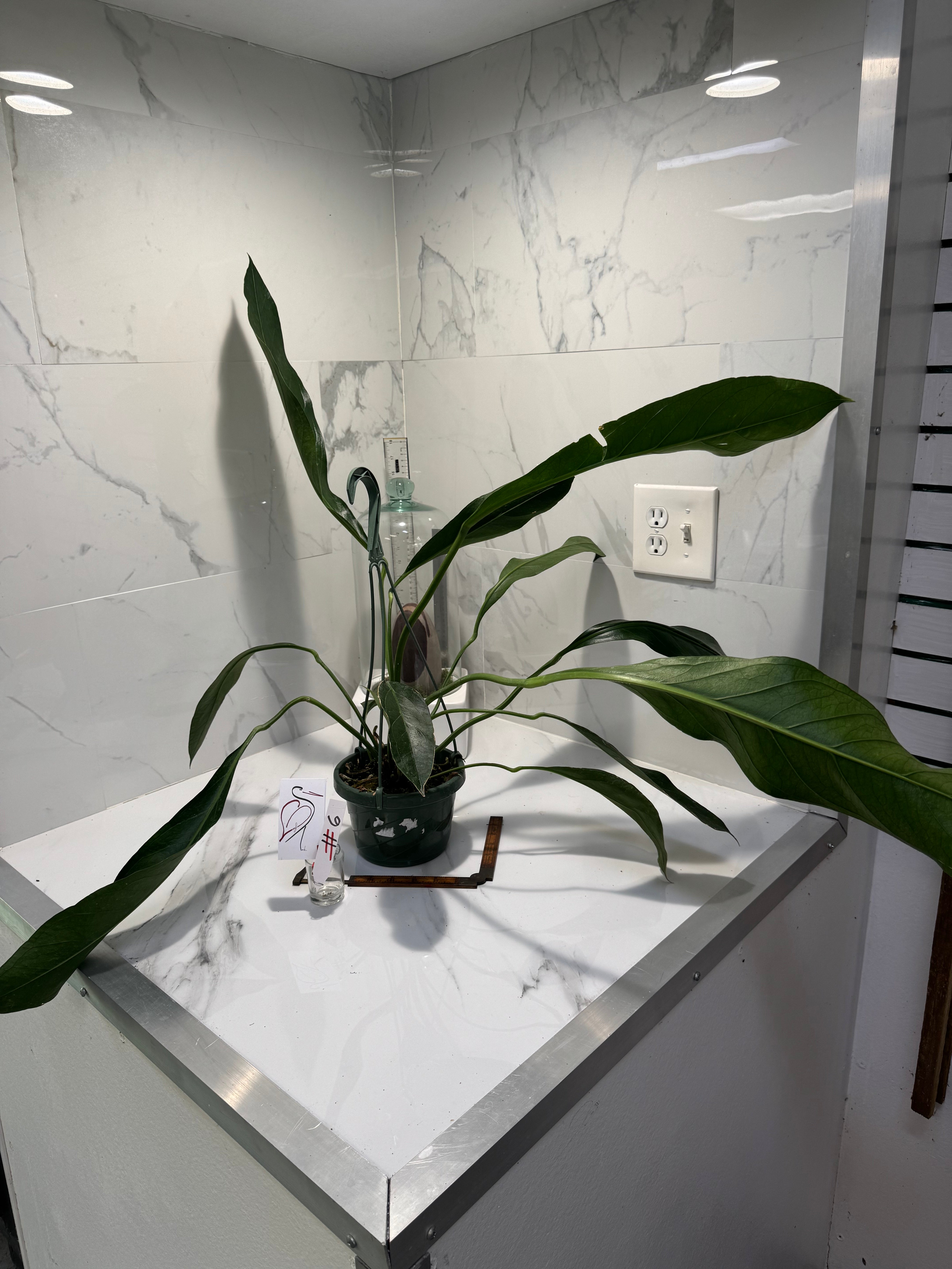 Anthurium “Big Bill” #06 — Giant Strap-Leaf Collector Aroid | Leaf Stork