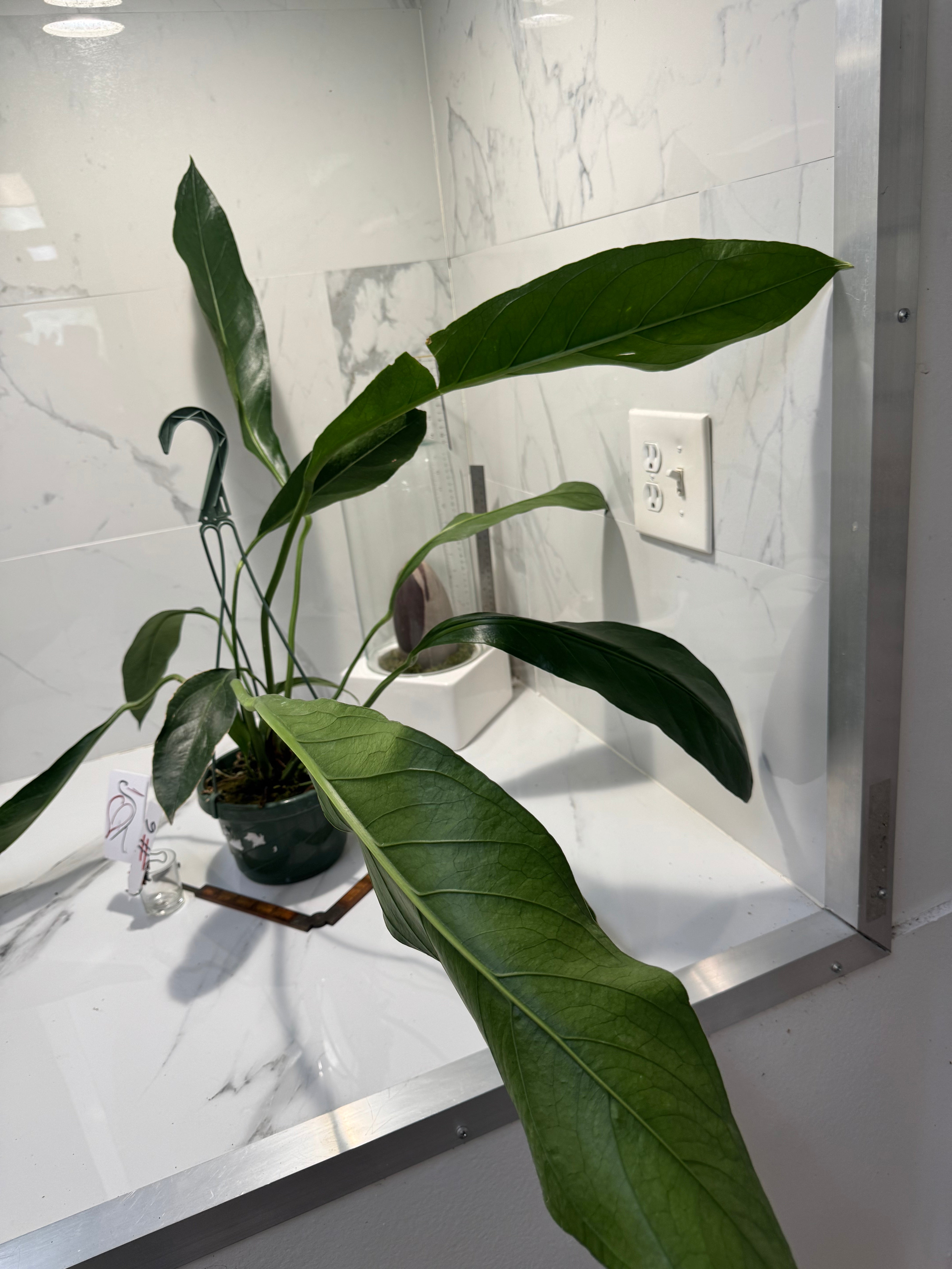 Anthurium “Big Bill” #06 — Giant Strap-Leaf Collector Aroid | Leaf Stork