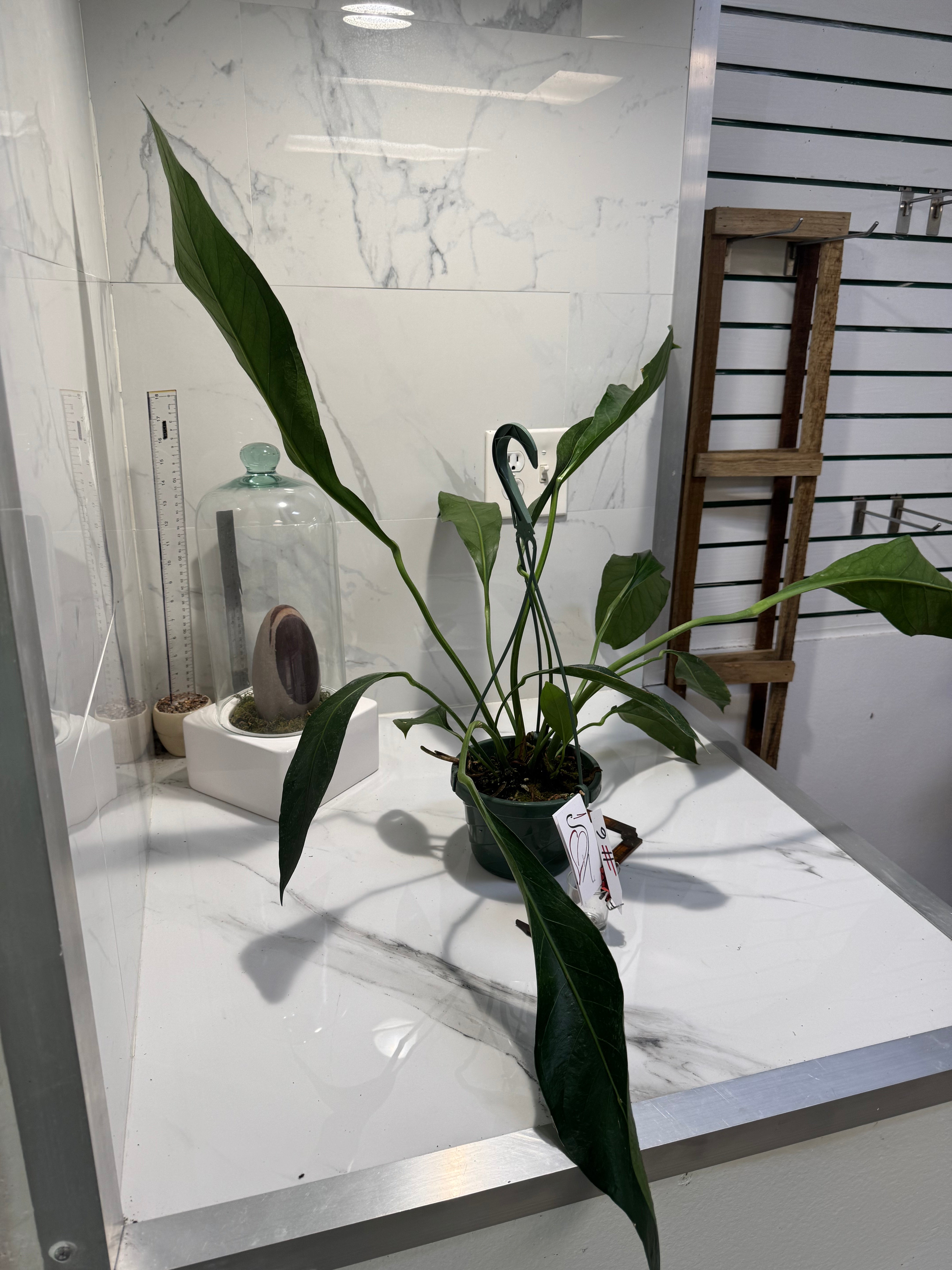 Anthurium “Big Bill” #06 — Giant Strap-Leaf Collector Aroid | Leaf Stork
