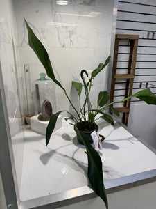 Anthurium “Big Bill” #06 — Giant Strap-Leaf Collector Aroid | Leaf Stork