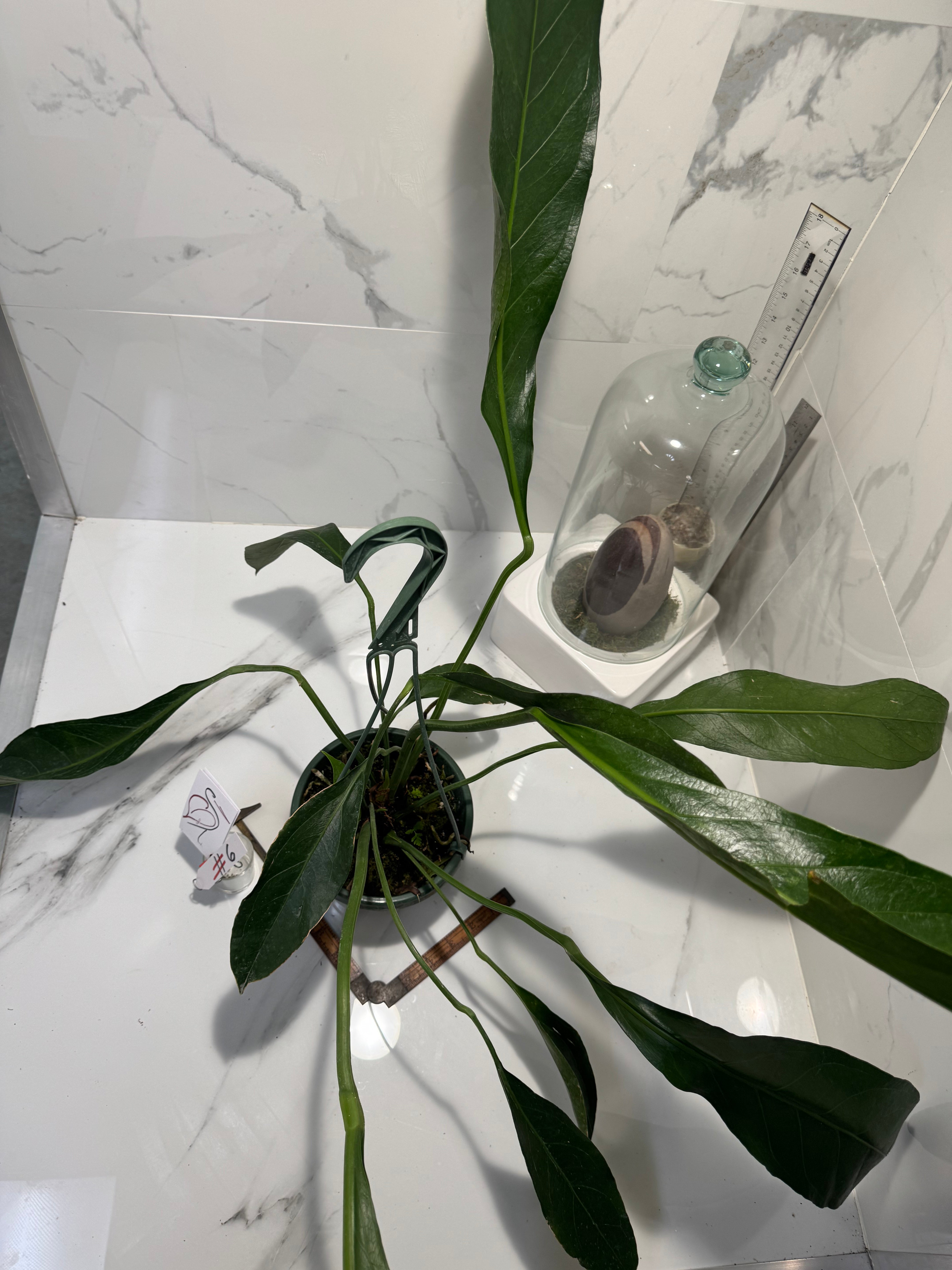 Anthurium “Big Bill” #06 — Giant Strap-Leaf Collector Aroid | Leaf Stork