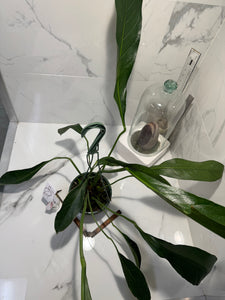 Anthurium “Big Bill” #06 — Giant Strap-Leaf Collector Aroid | Leaf Stork