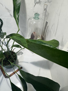 Anthurium “Big Bill” #06 — Giant Strap-Leaf Collector Aroid | Leaf Stork