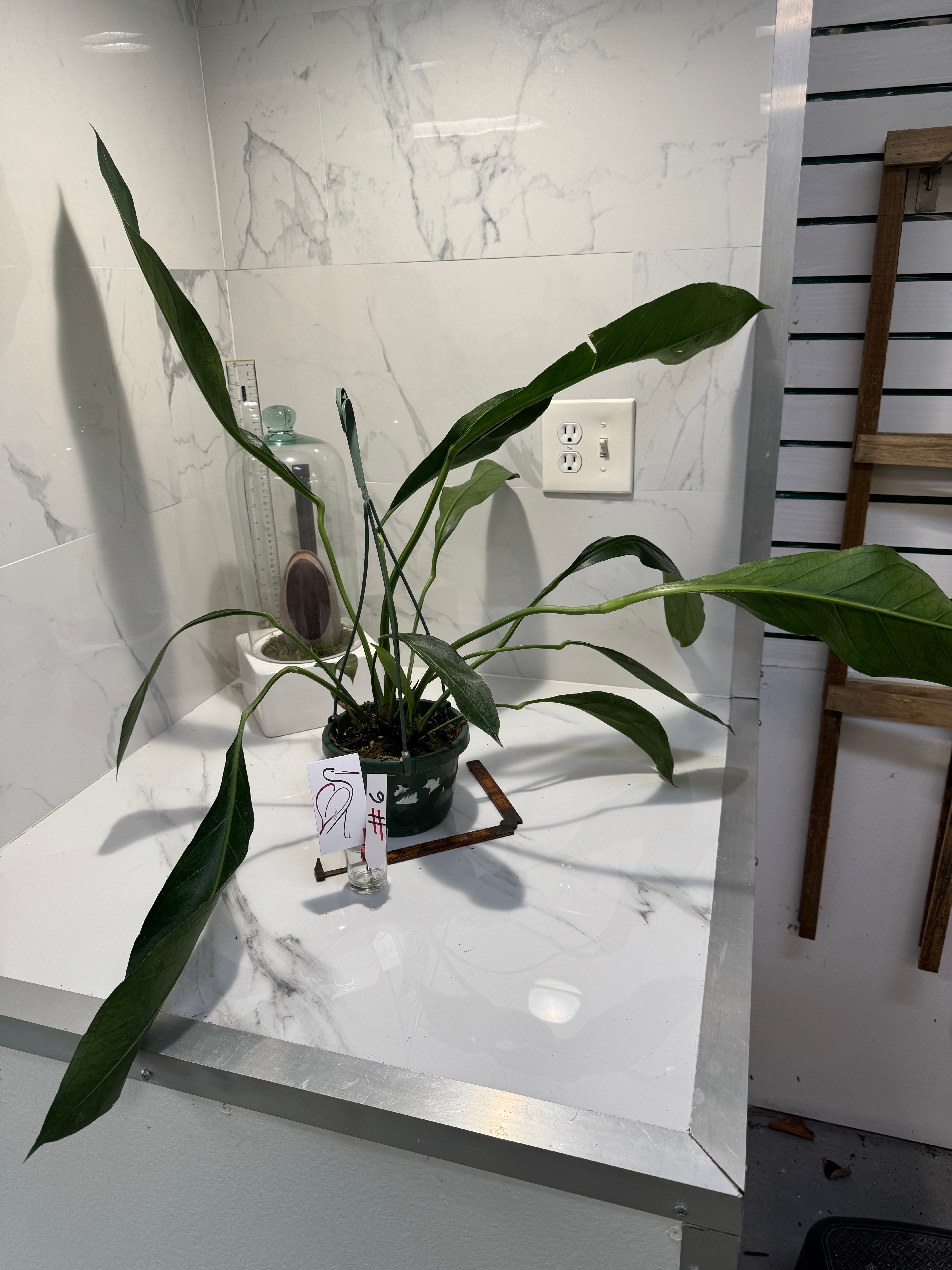 Anthurium “Big Bill” #06 — Giant Strap-Leaf Collector Aroid | Leaf Stork