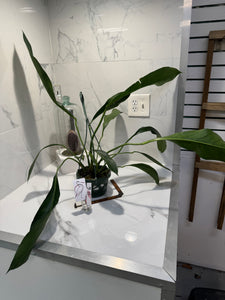 Anthurium “Big Bill” #06 — Giant Strap-Leaf Collector Aroid | Leaf Stork