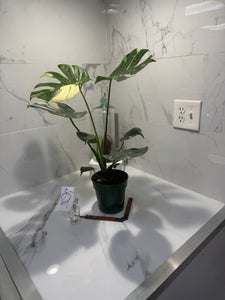 Monstera Thai Constellation #24 — Variegated Collector Aroid | Leaf Stork