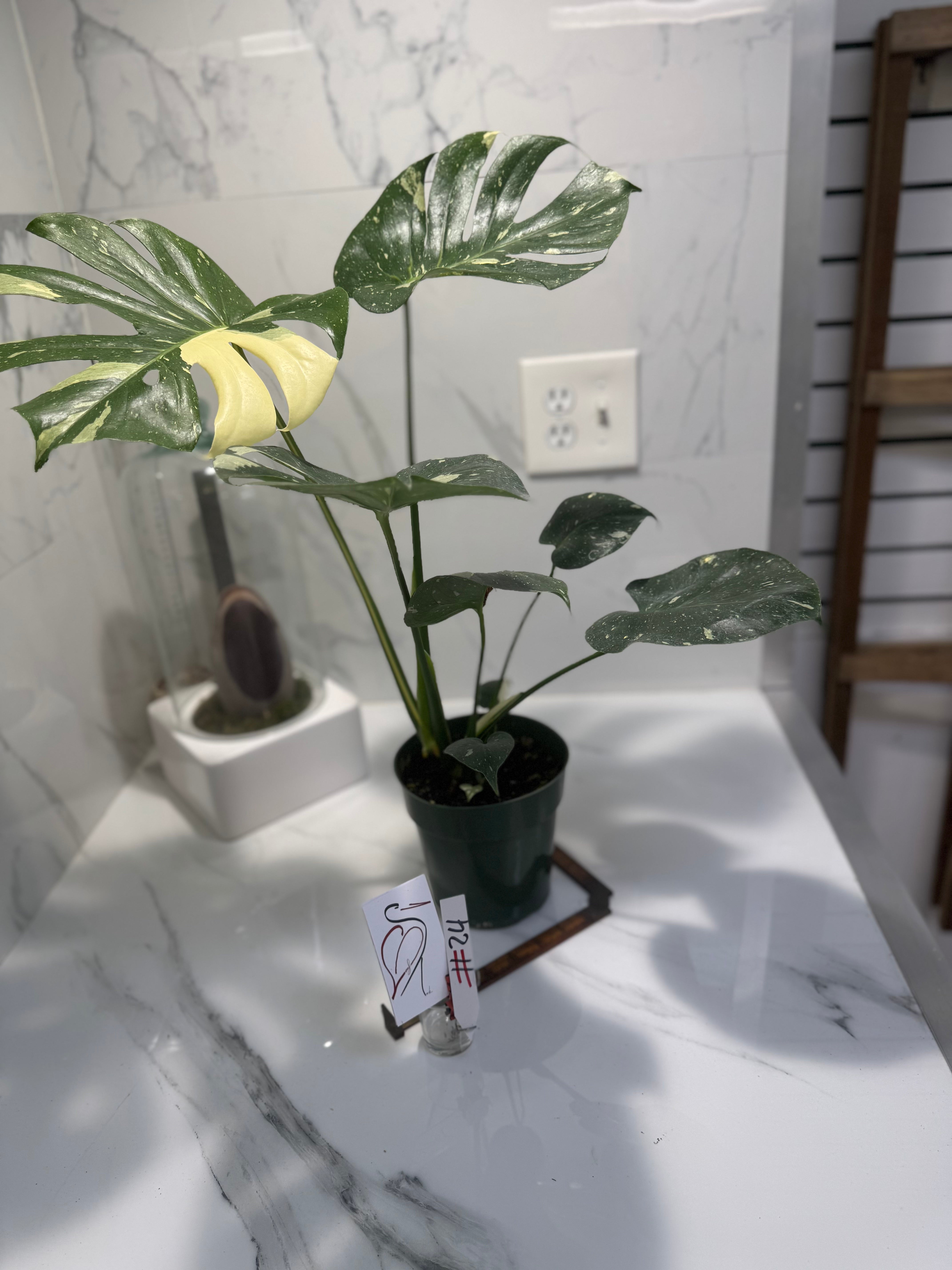 Monstera Thai Constellation #24 — Variegated Collector Aroid | Leaf Stork