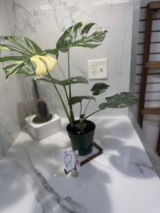 Monstera Thai Constellation #24 — Variegated Collector Aroid | Leaf Stork