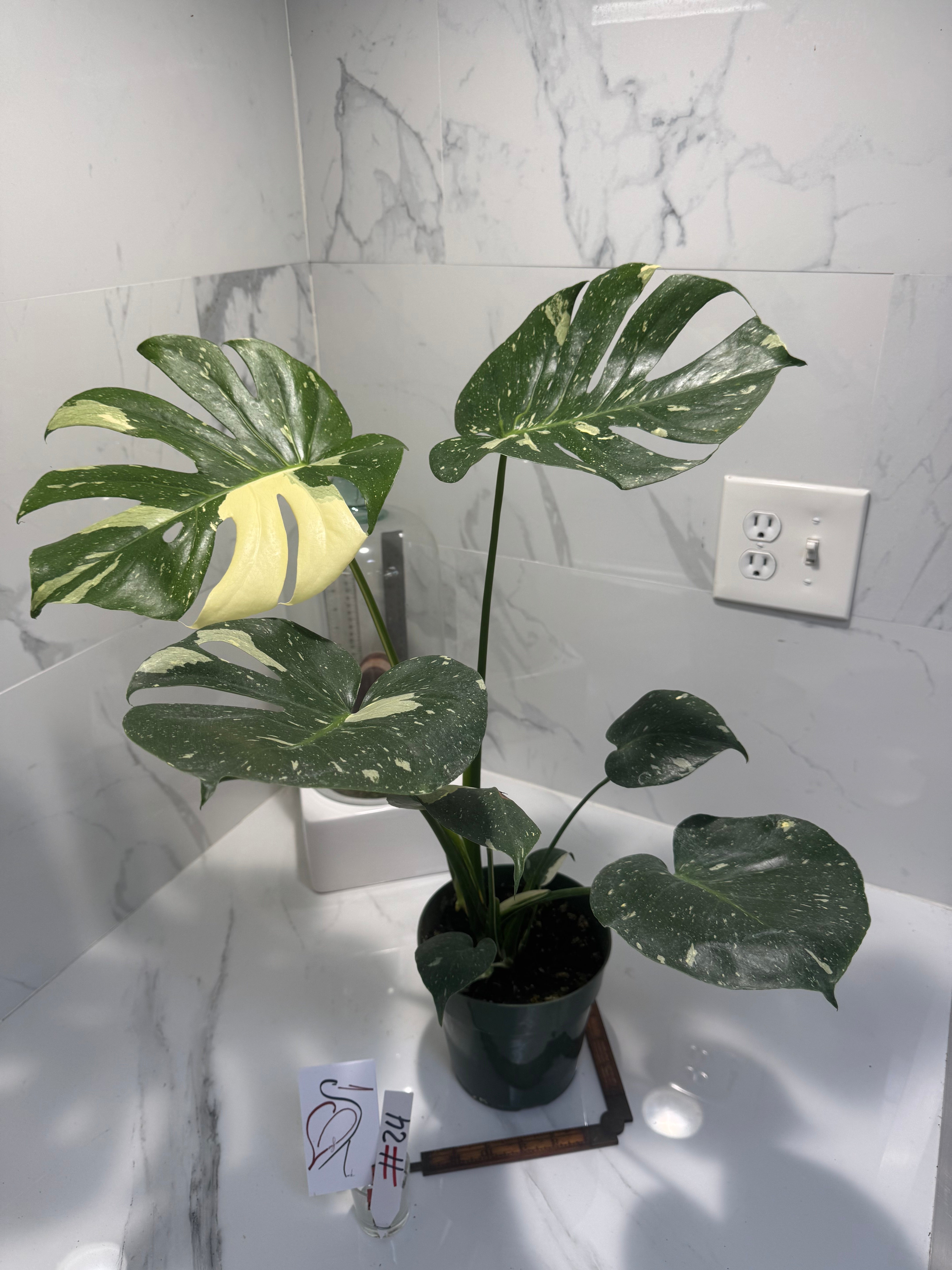 Monstera Thai Constellation #24 — Variegated Collector Aroid | Leaf Stork