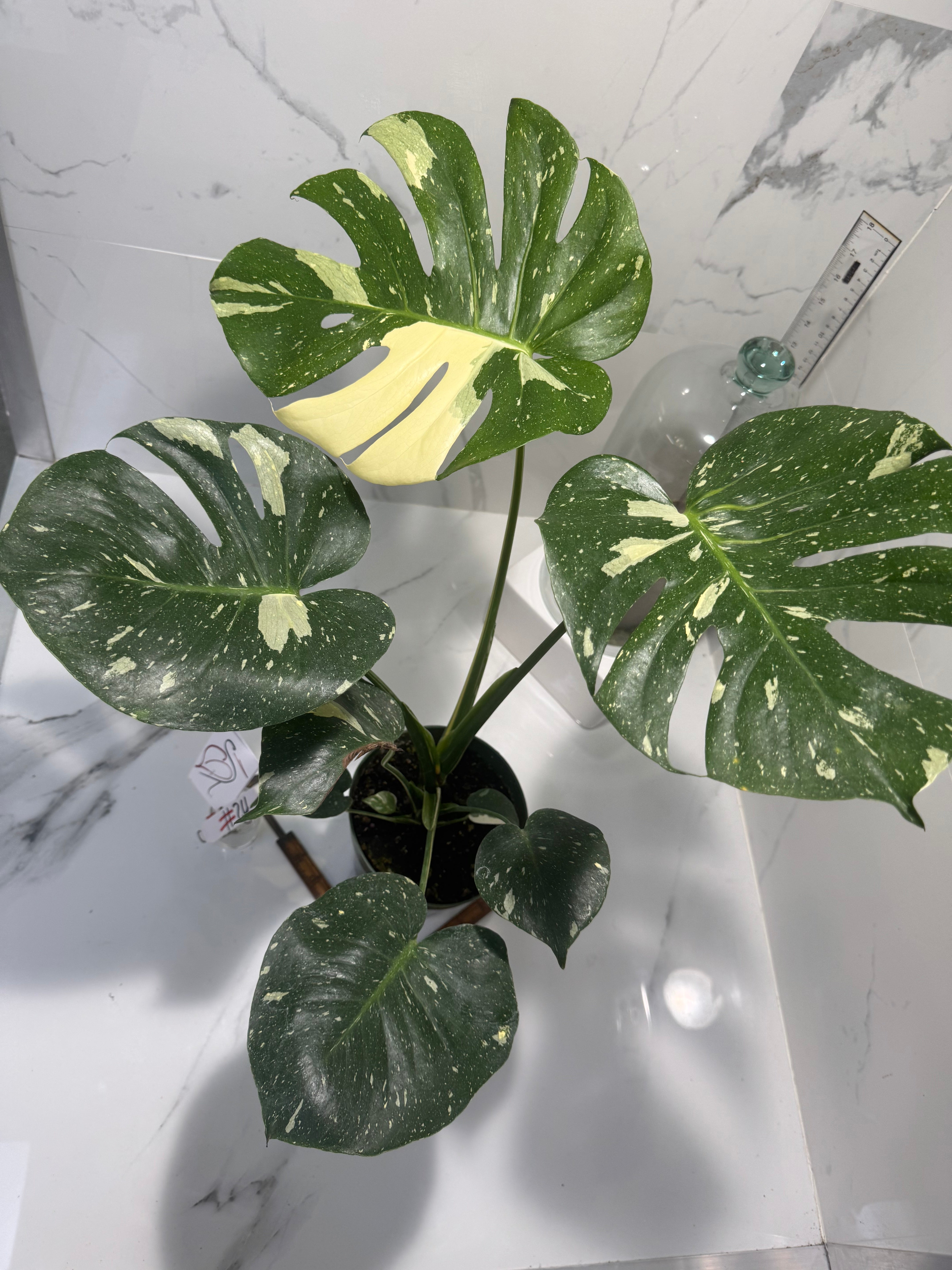 Monstera Thai Constellation #24 — Variegated Collector Aroid | Leaf Stork
