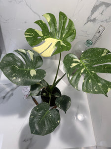 Monstera Thai Constellation #24 — Variegated Collector Aroid | Leaf Stork