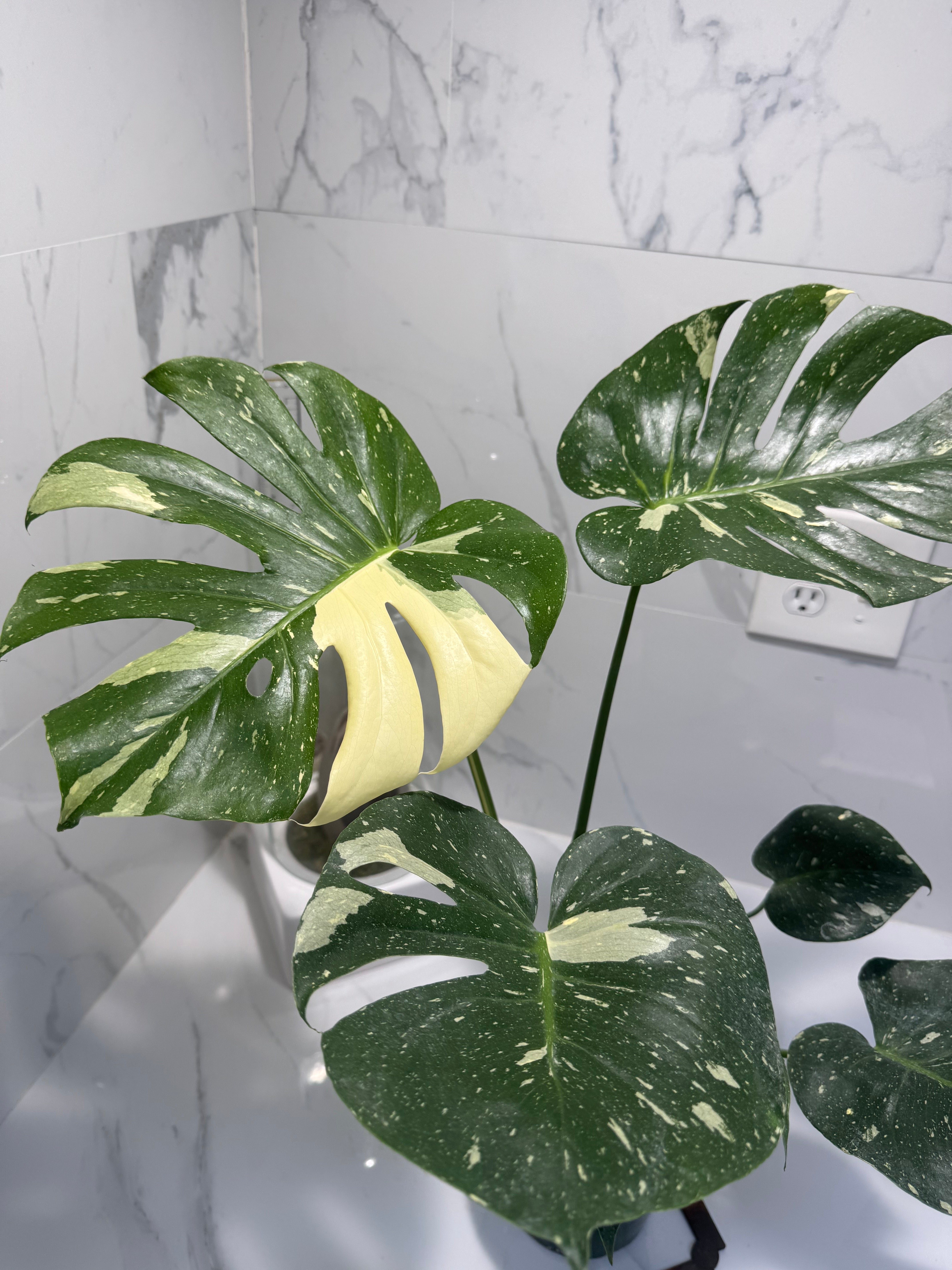 Monstera Thai Constellation #24 — Variegated Collector Aroid | Leaf Stork