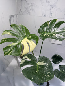 Monstera Thai Constellation #24 — Variegated Collector Aroid | Leaf Stork