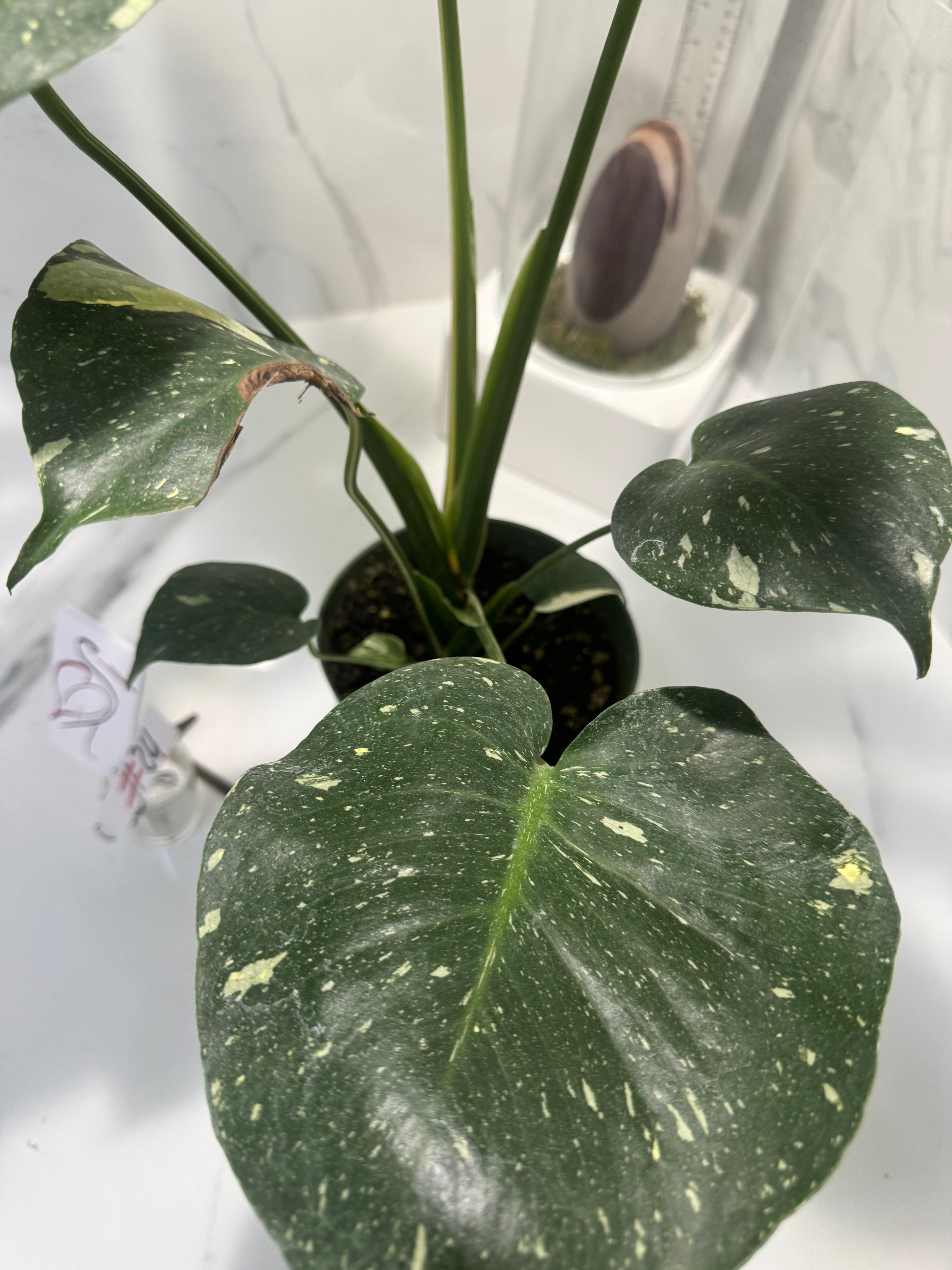 Monstera Thai Constellation #24 — Variegated Collector Aroid | Leaf Stork