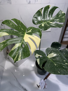 Monstera Thai Constellation #24 — Variegated Collector Aroid | Leaf Stork