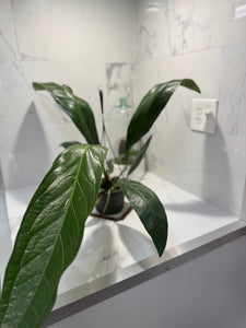 Anthurium “Big Bill” #07 — Giant Strap-Leaf Collector Aroid | Leaf Stork
