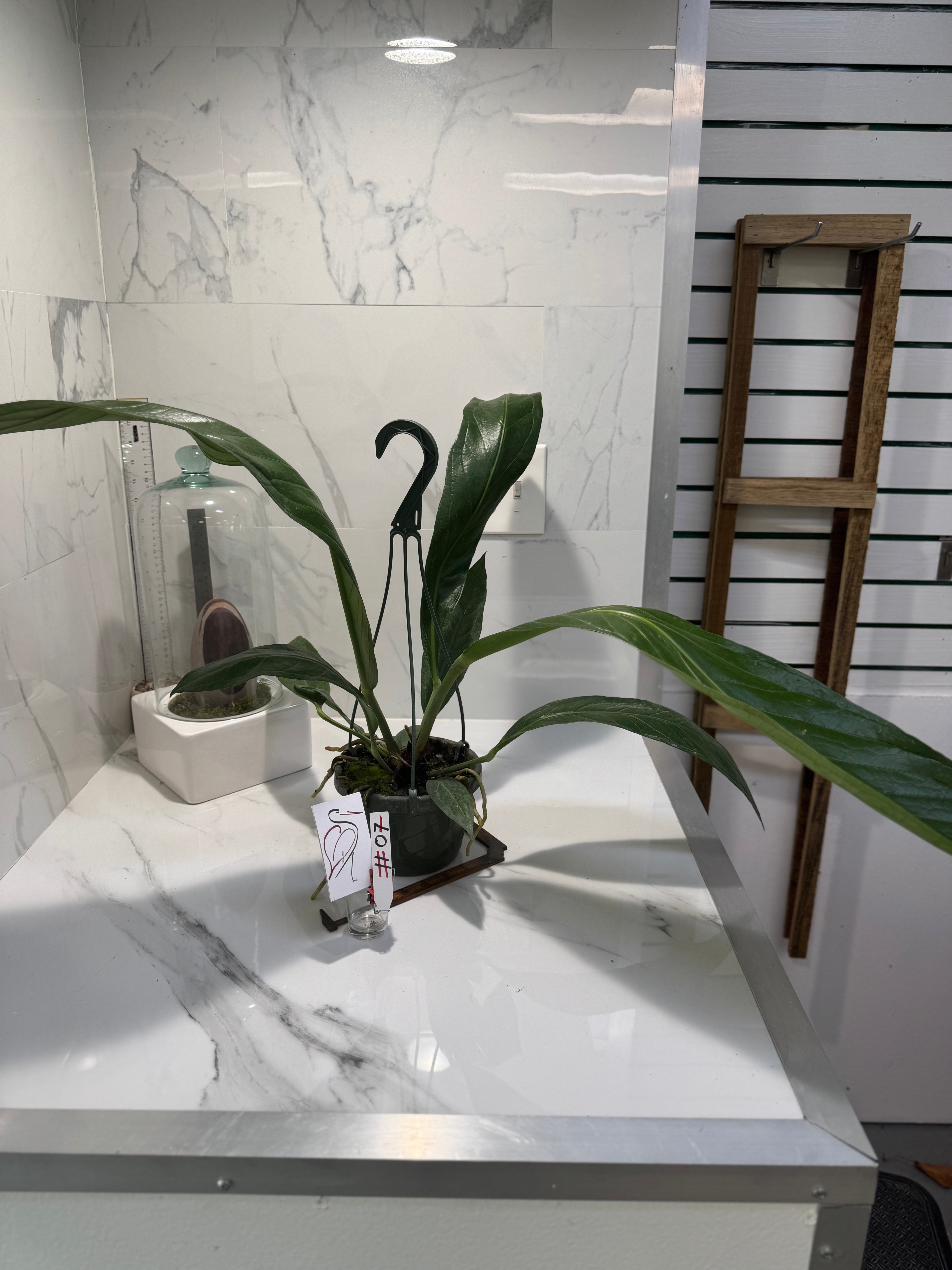 Anthurium “Big Bill” #07 — Giant Strap-Leaf Collector Aroid | Leaf Stork