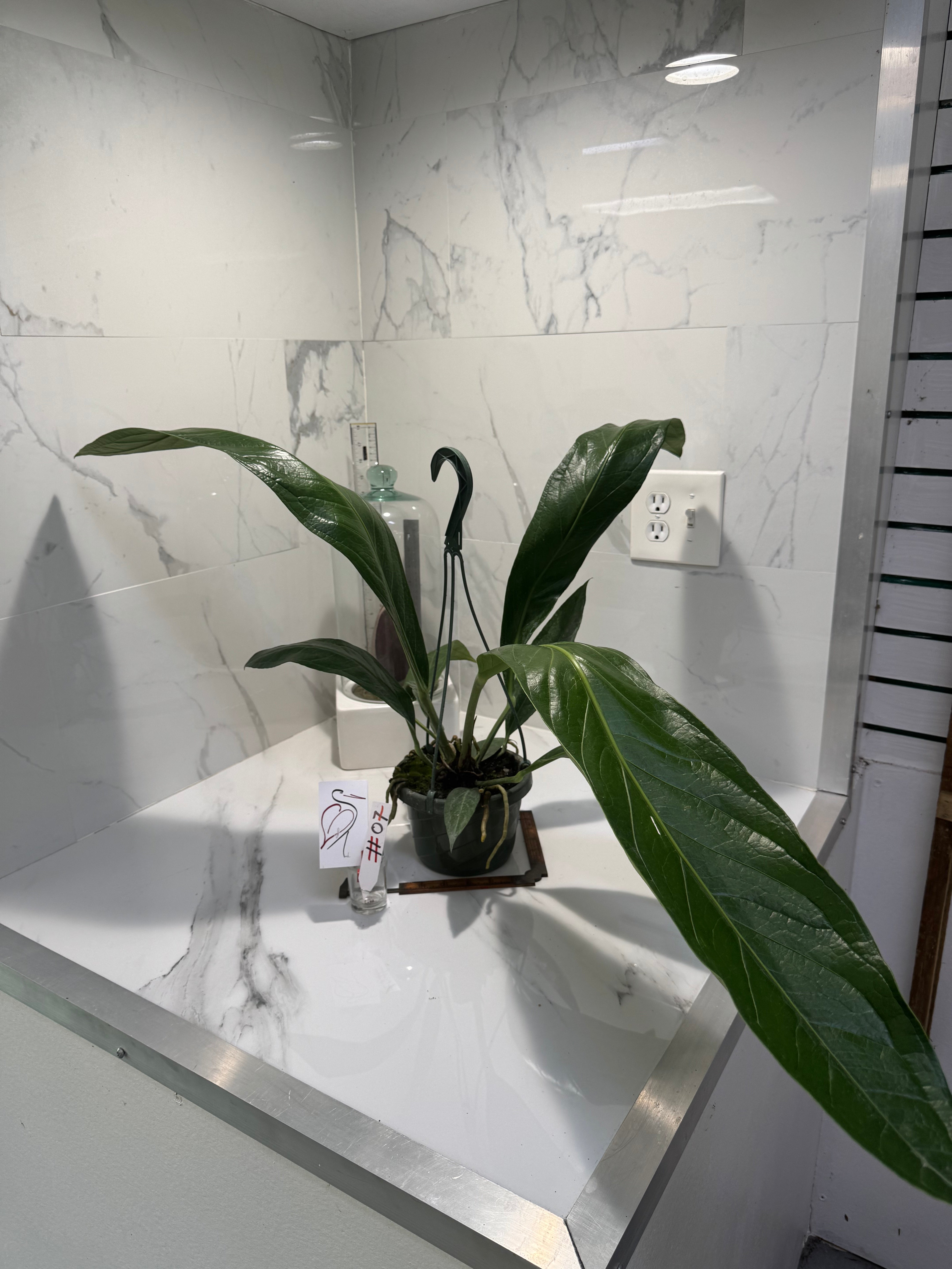 Anthurium “Big Bill” #07 — Giant Strap-Leaf Collector Aroid | Leaf Stork