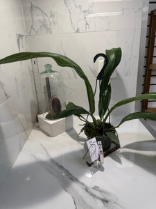 Anthurium “Big Bill” #07 — Giant Strap-Leaf Collector Aroid | Leaf Stork