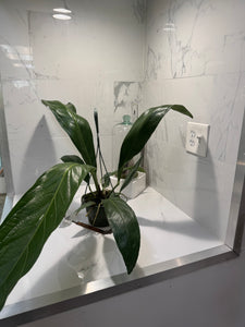 Anthurium “Big Bill” #07 — Giant Strap-Leaf Collector Aroid | Leaf Stork