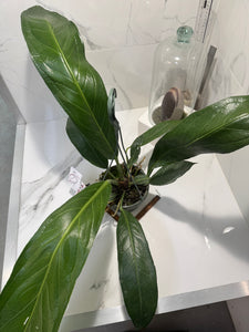 Anthurium “Big Bill” #07 — Giant Strap-Leaf Collector Aroid | Leaf Stork