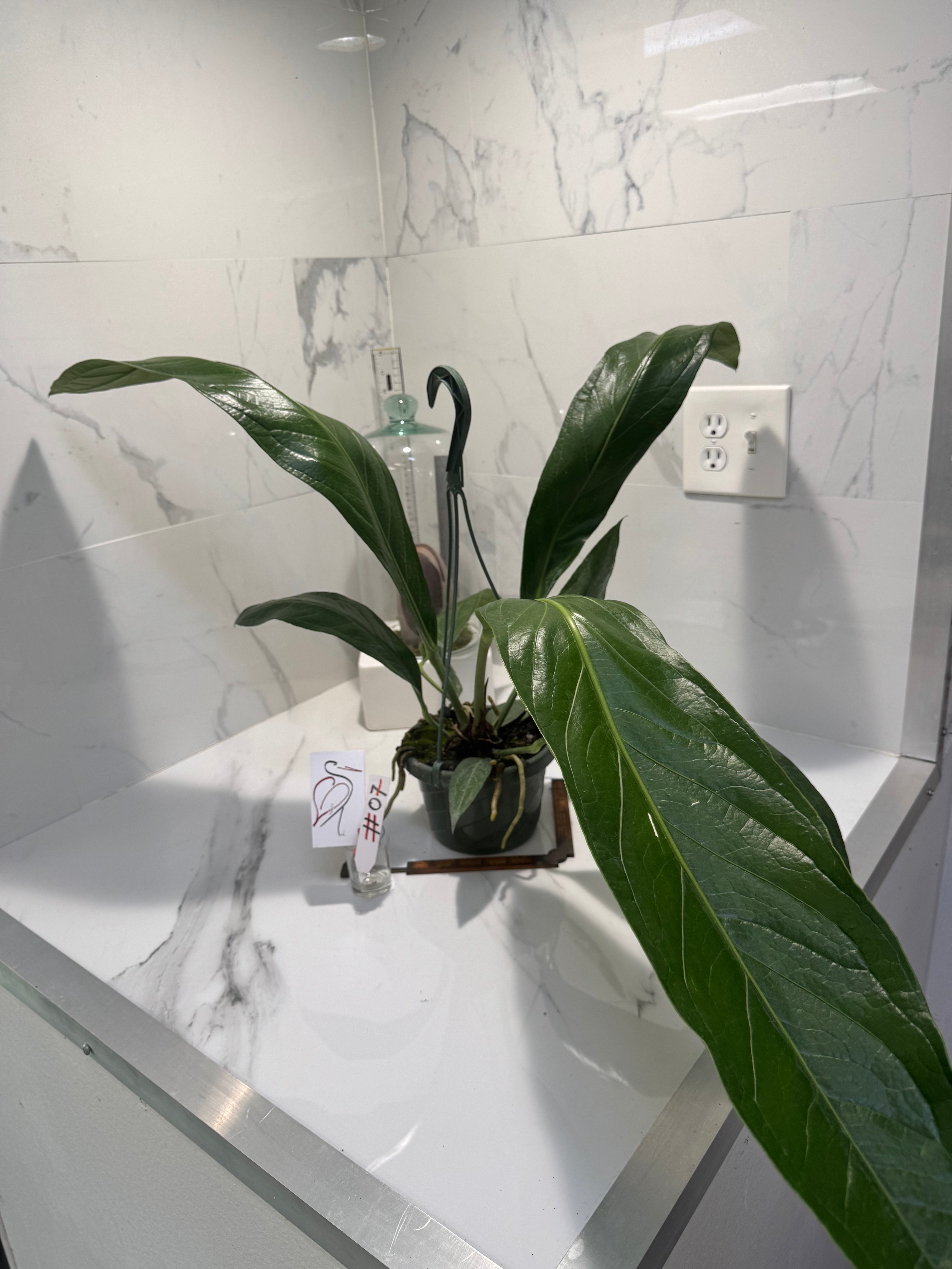 Anthurium “Big Bill” #07 — Giant Strap-Leaf Collector Aroid | Leaf Stork