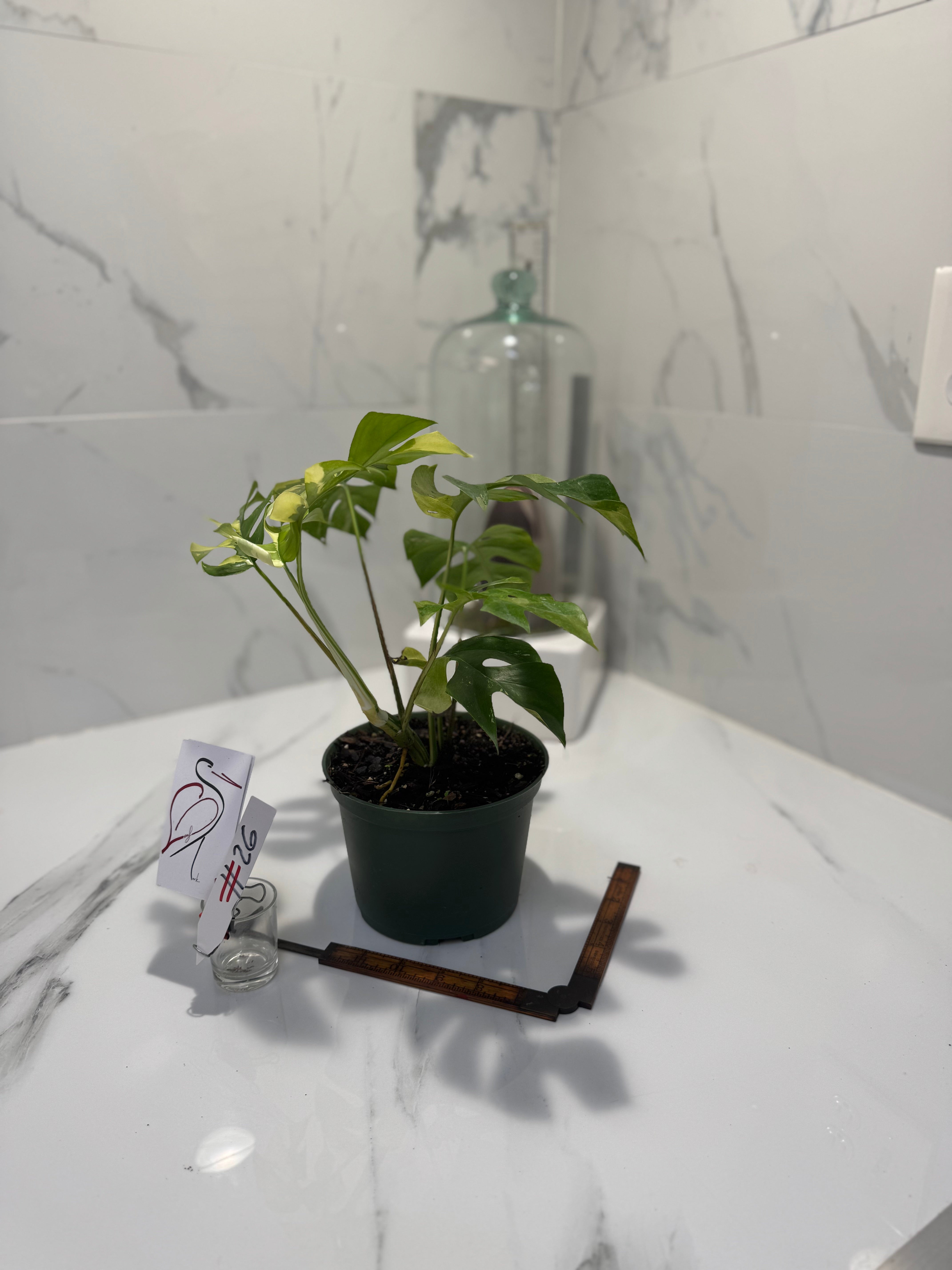 Rhaphidophora tetrasperma Variegated #26 — Rare Mini Monstera Collector Aroid | Leaf Stork