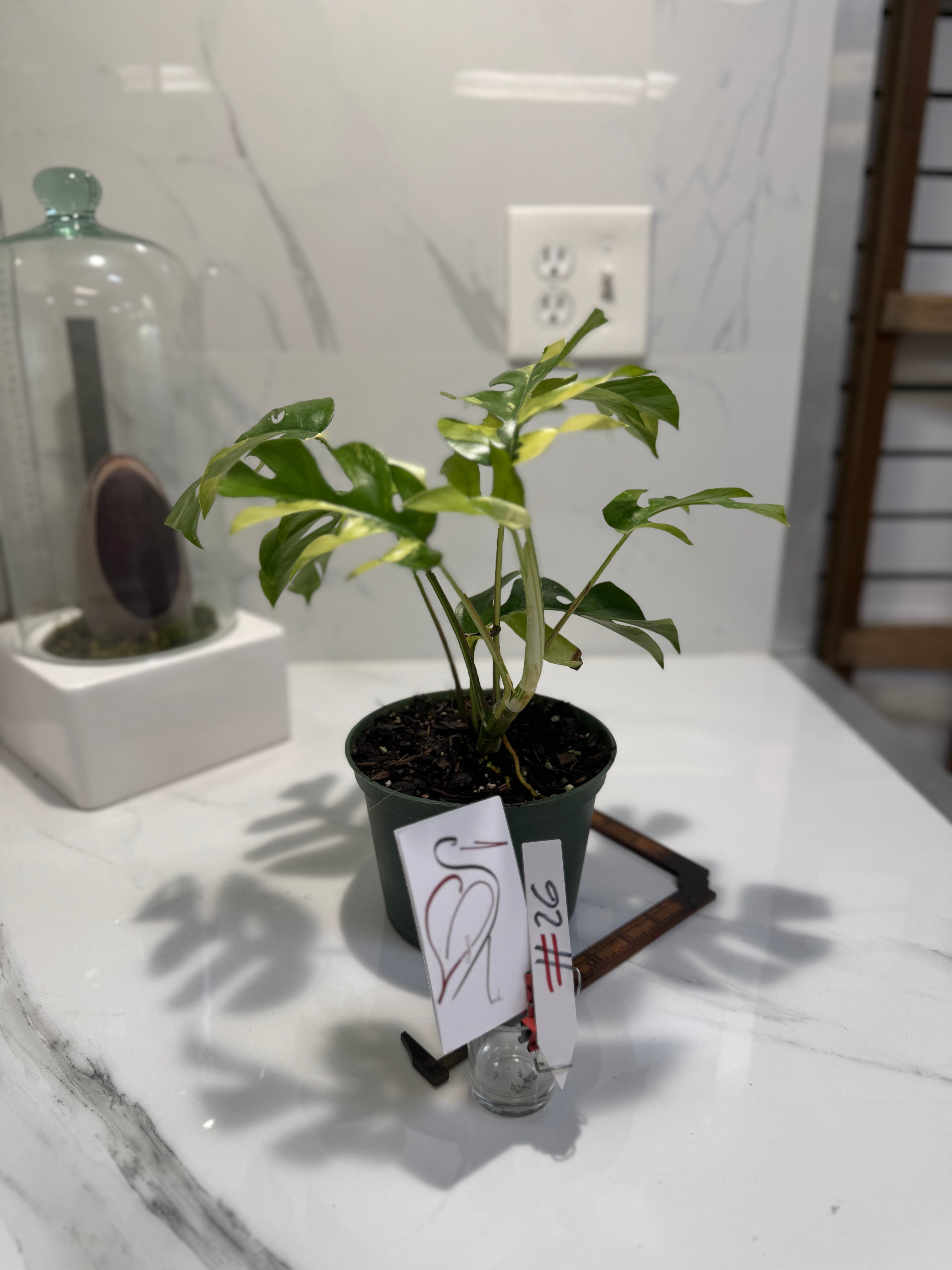 Rhaphidophora tetrasperma Variegated #26 — Rare Mini Monstera Collector Aroid | Leaf Stork